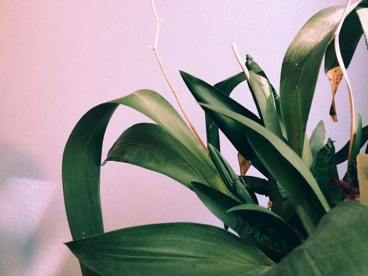 What Plant Should I Get Quiz? Questions to Find Your Perfect Plant