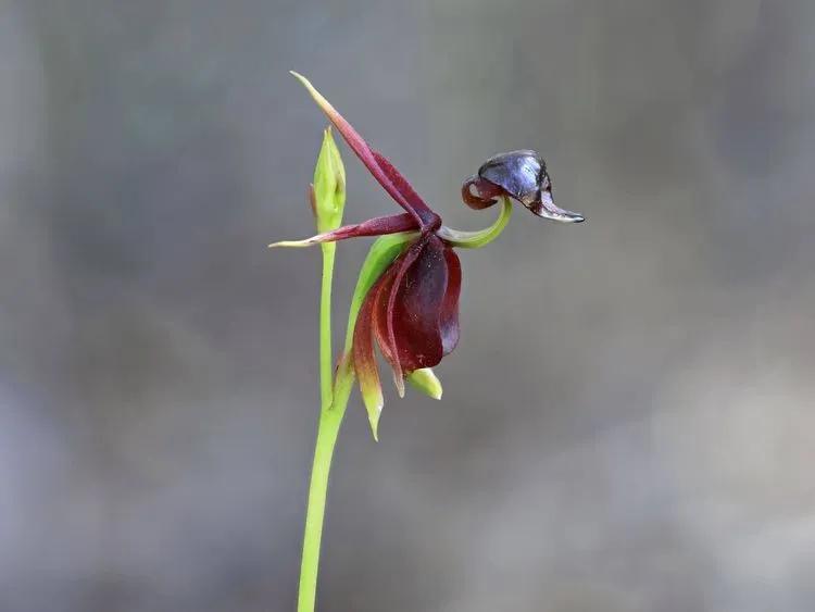 Caleana major (Flying Duck Orchid) - World of Flowering Plants