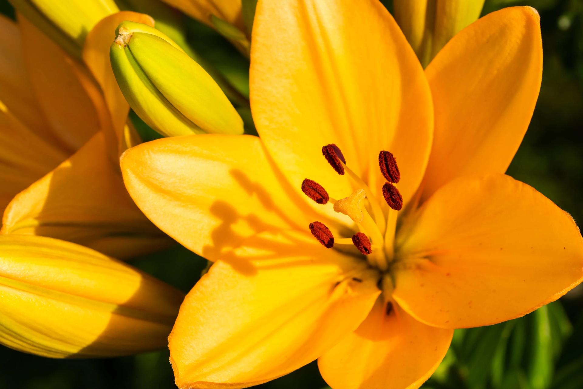 yellow-madonna-lily-flower-lilium-candidum-with-bu-2021-08-28-09-01-47-utc-min.jpg