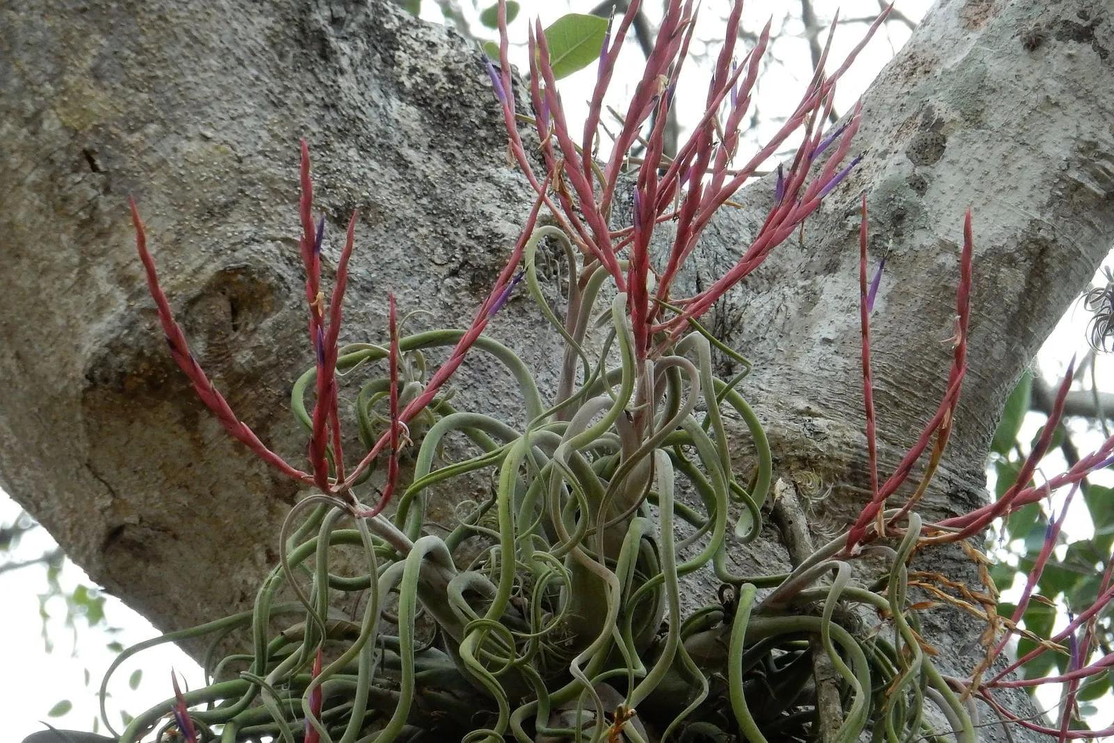 What Types of Air Plants to Grow Indoor? Plant Benefits & Care Tips