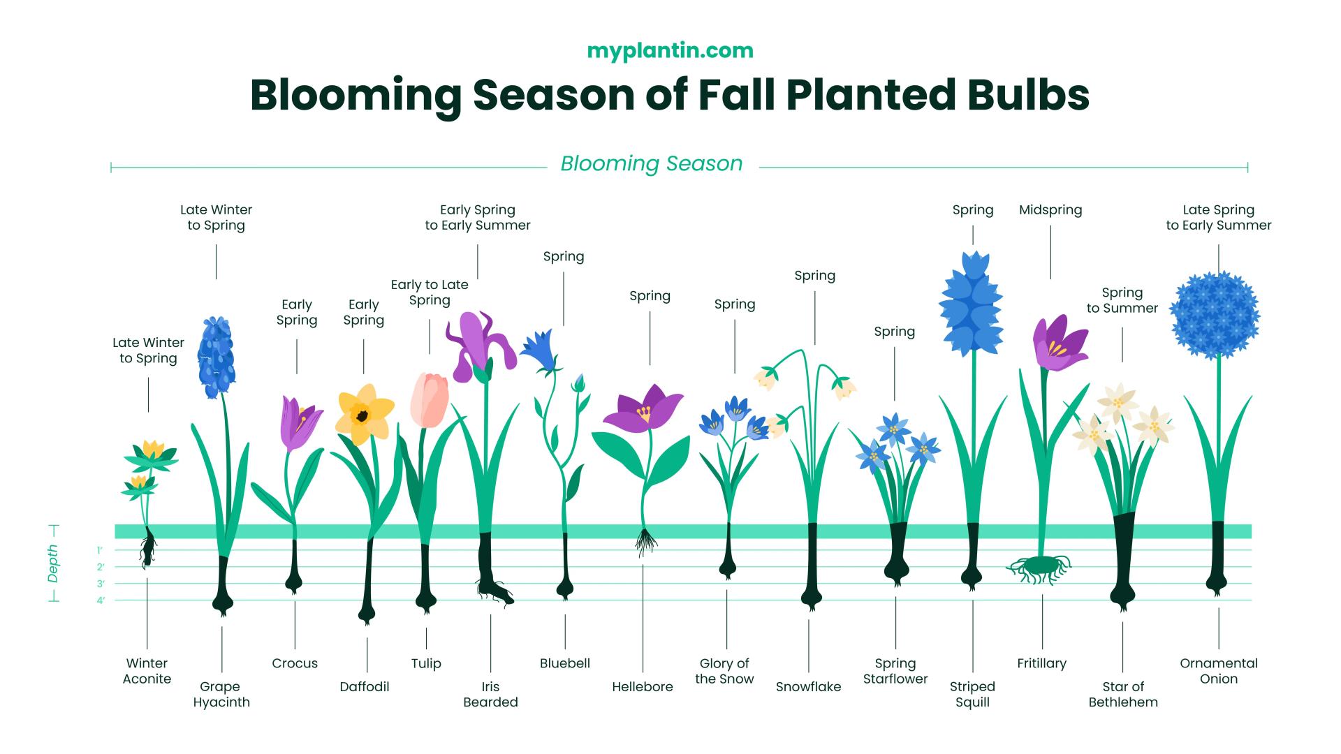 Planting Bulbs in Fall StepByStep Guide (Flowers & Other Plants)