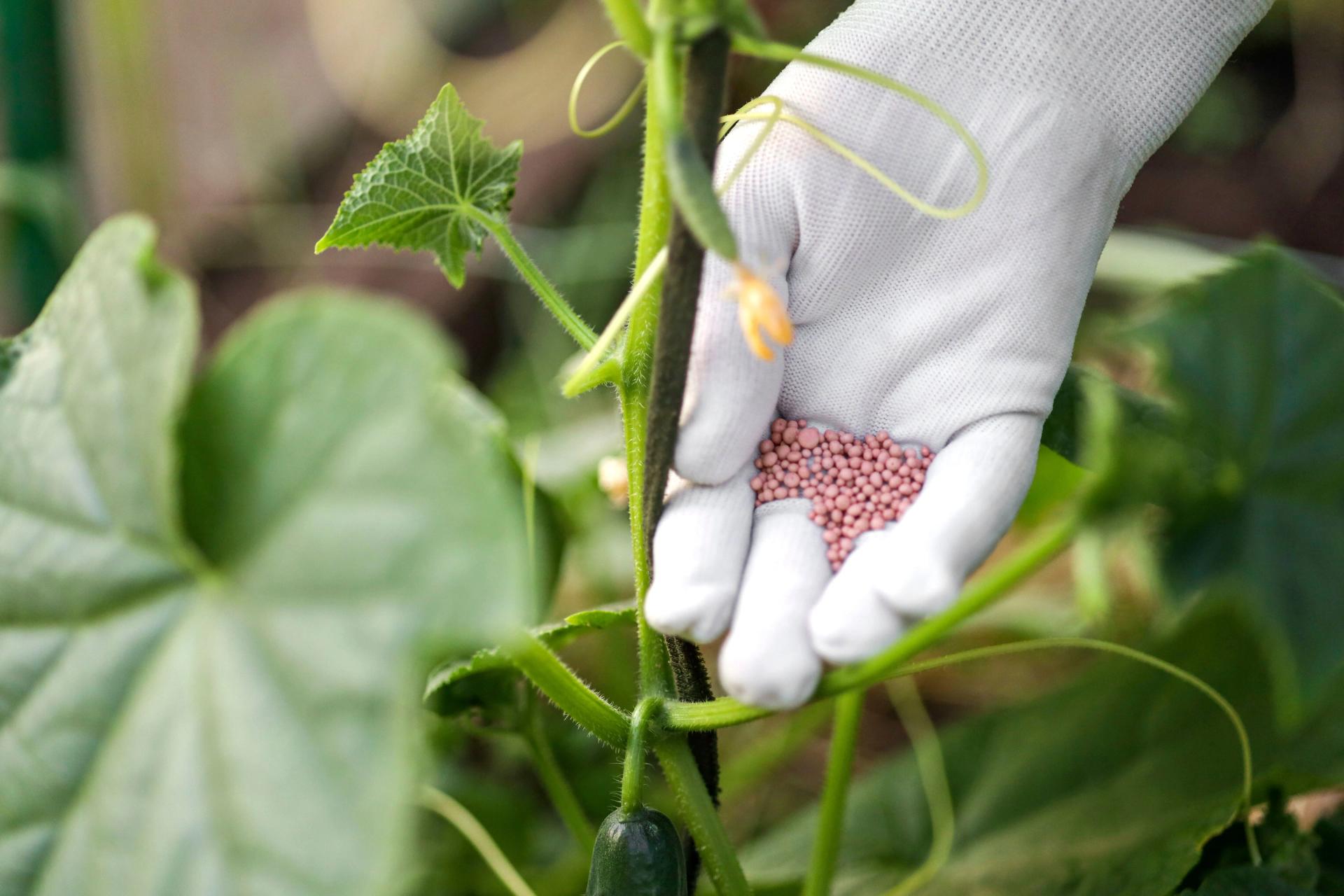 fertilizing vegetables in the garden