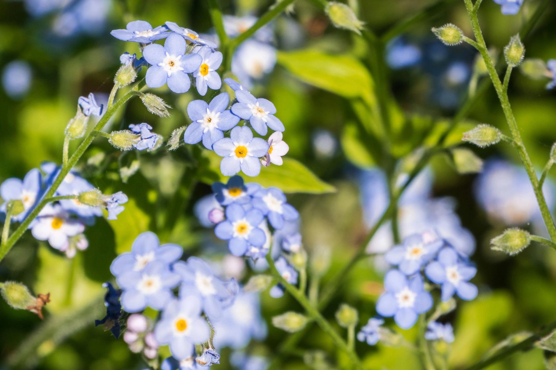 forget-me-not flowers.jpg