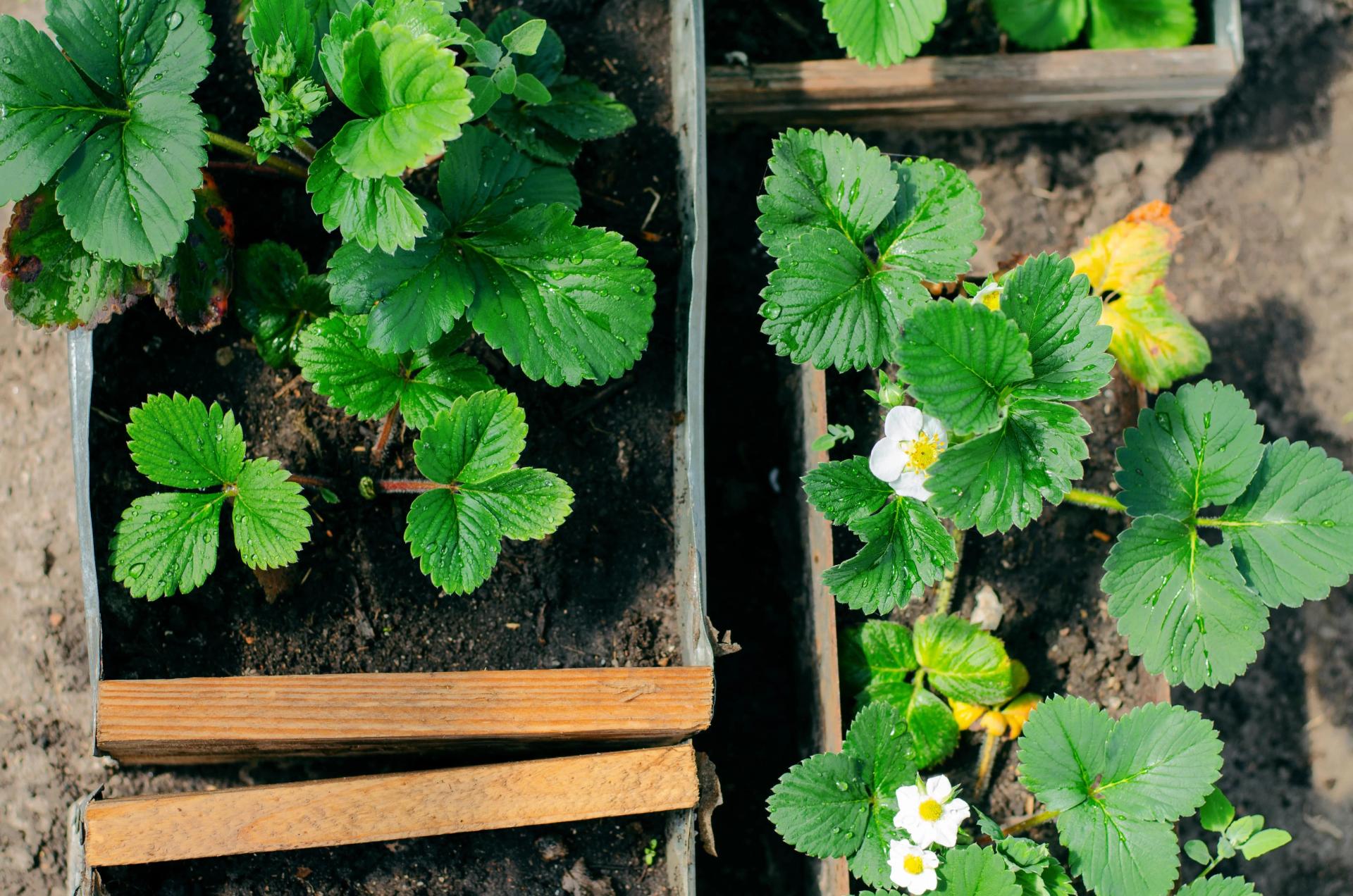 The Best Type Of Mulch To Help Your Strawberry Plants Thrive