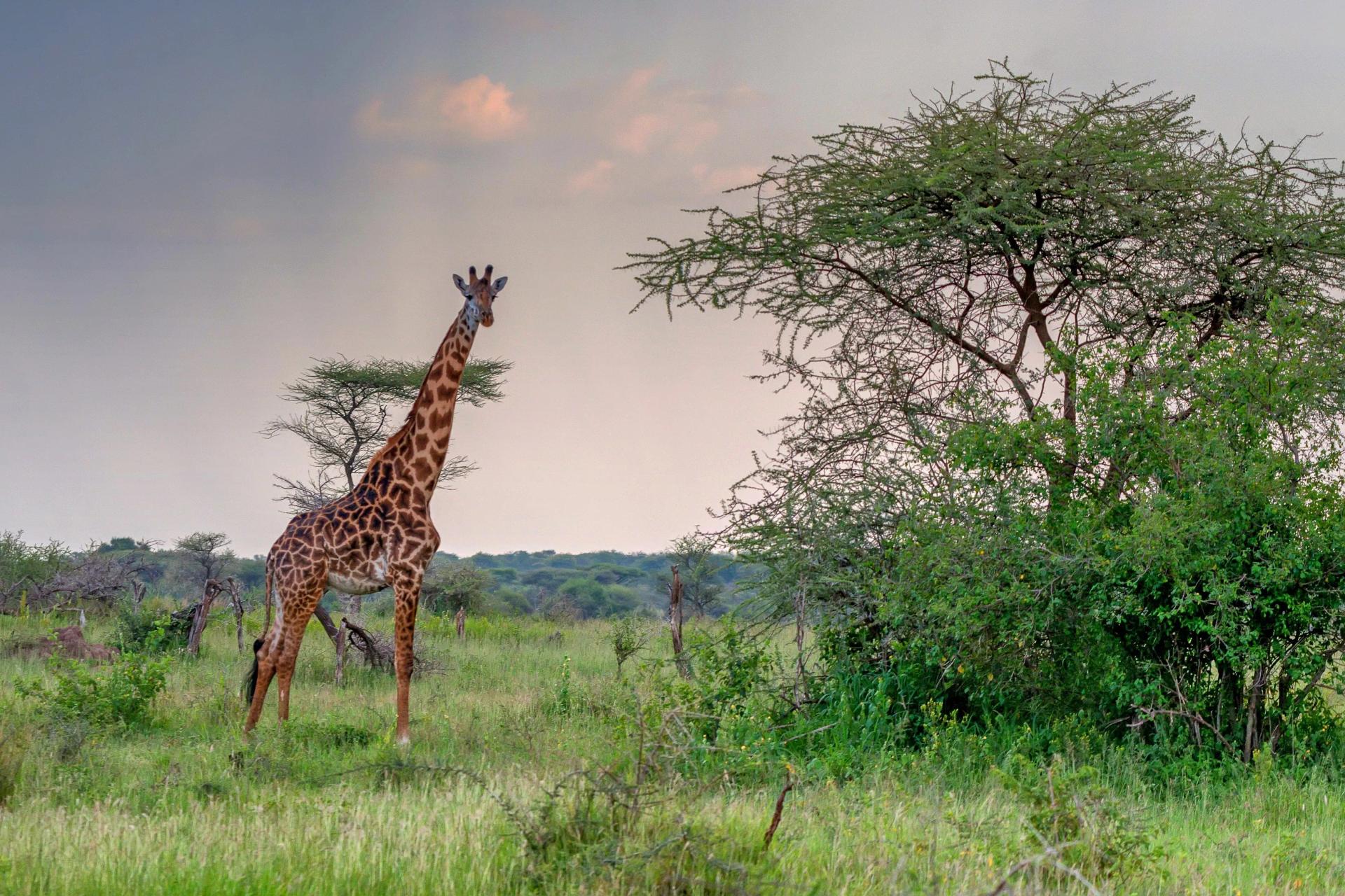 african grassland flowers