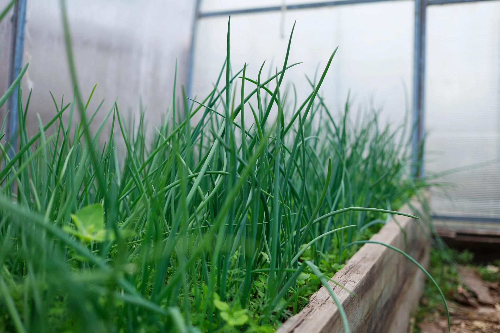 Green Onion in a Greenhouse