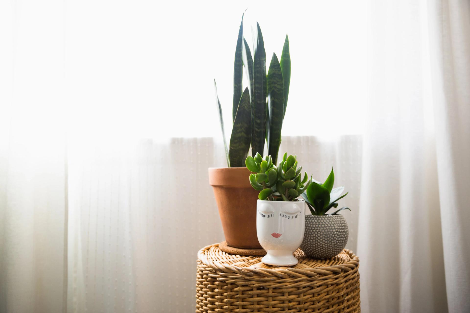 Plants Near a Window