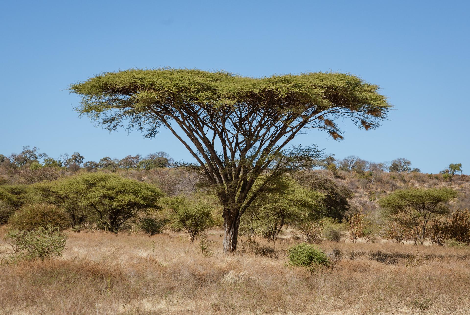 Umbrella Thorn Acacia