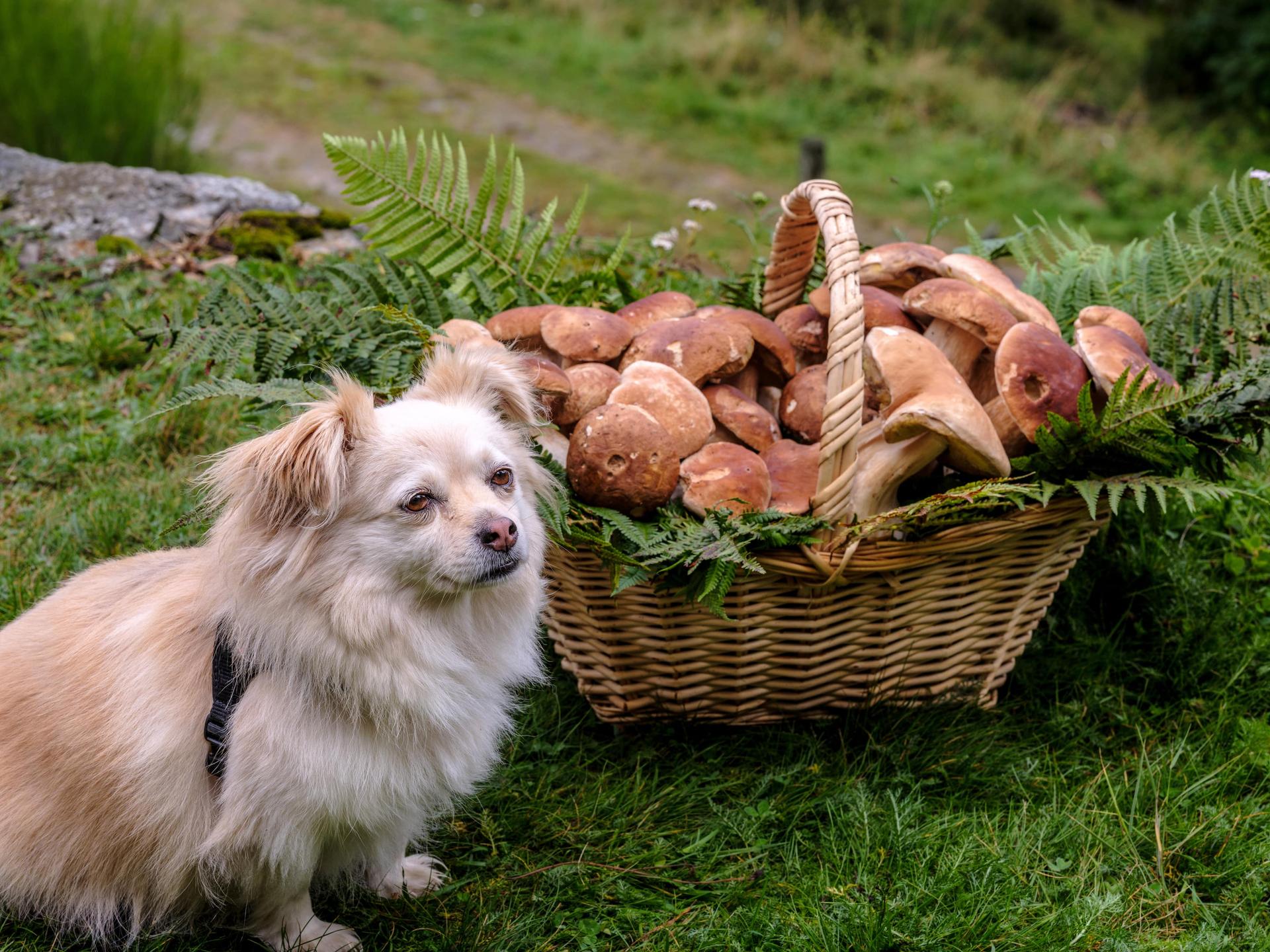Dog Beside a Basket of Mushrooms