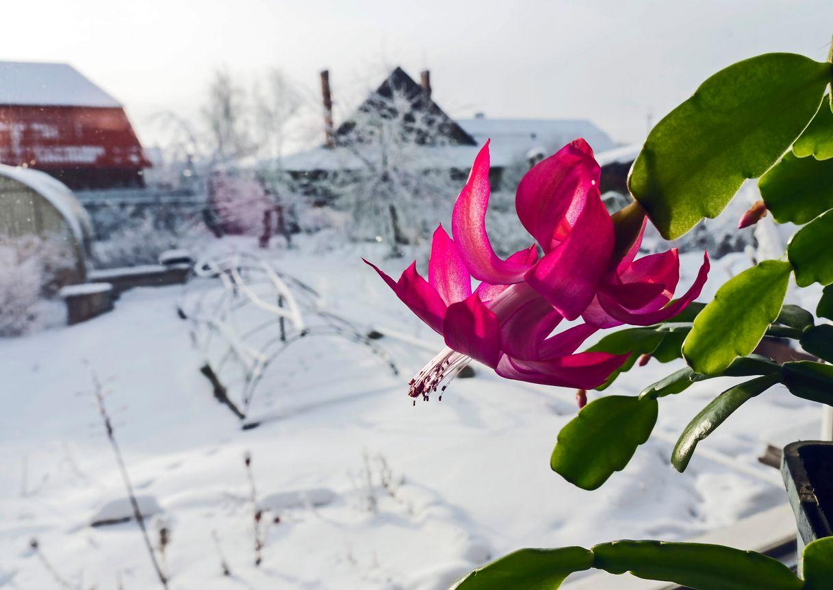 Christmas cactus blooms in front of a winter landscape