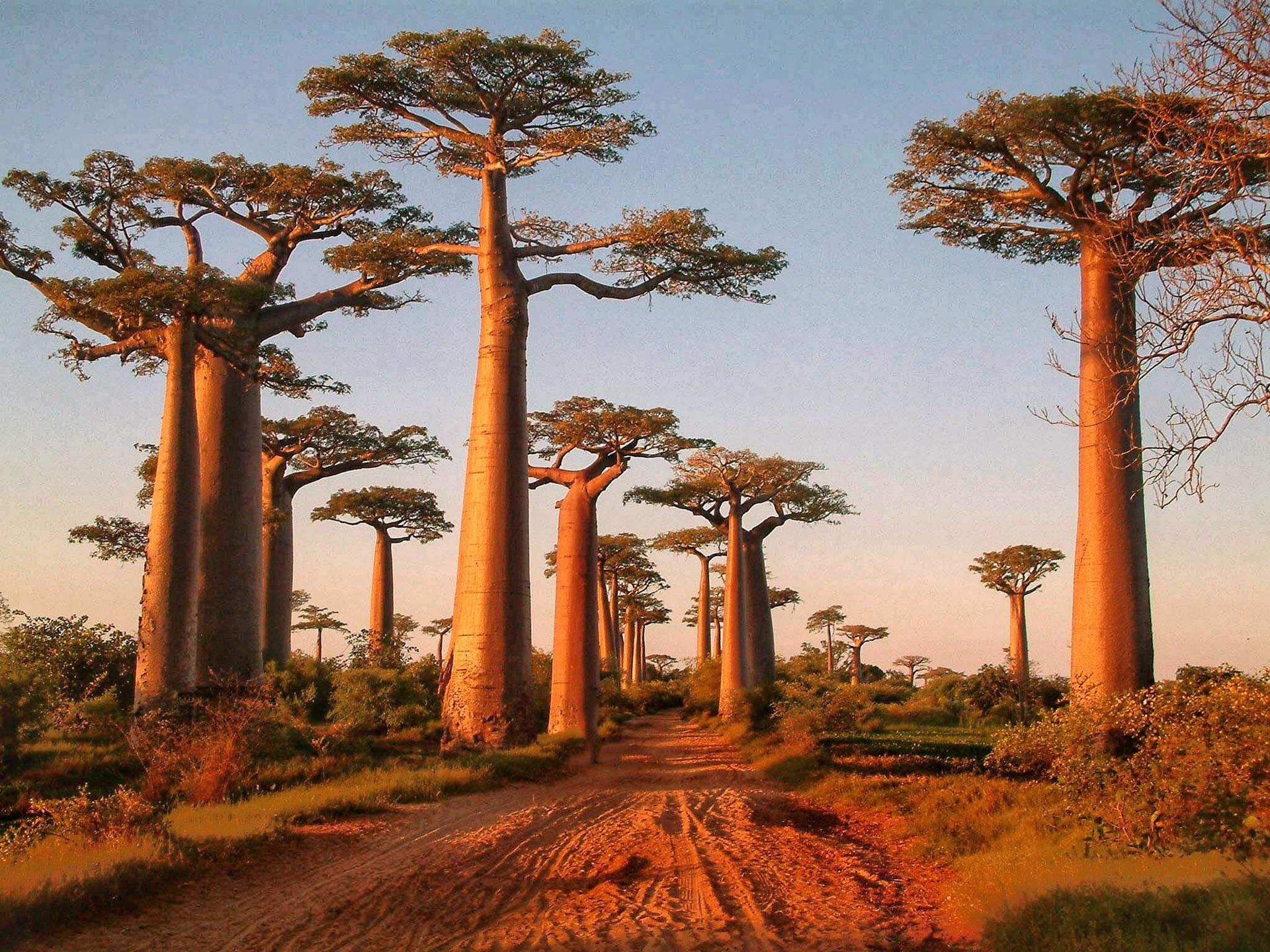 Baobab tree alley