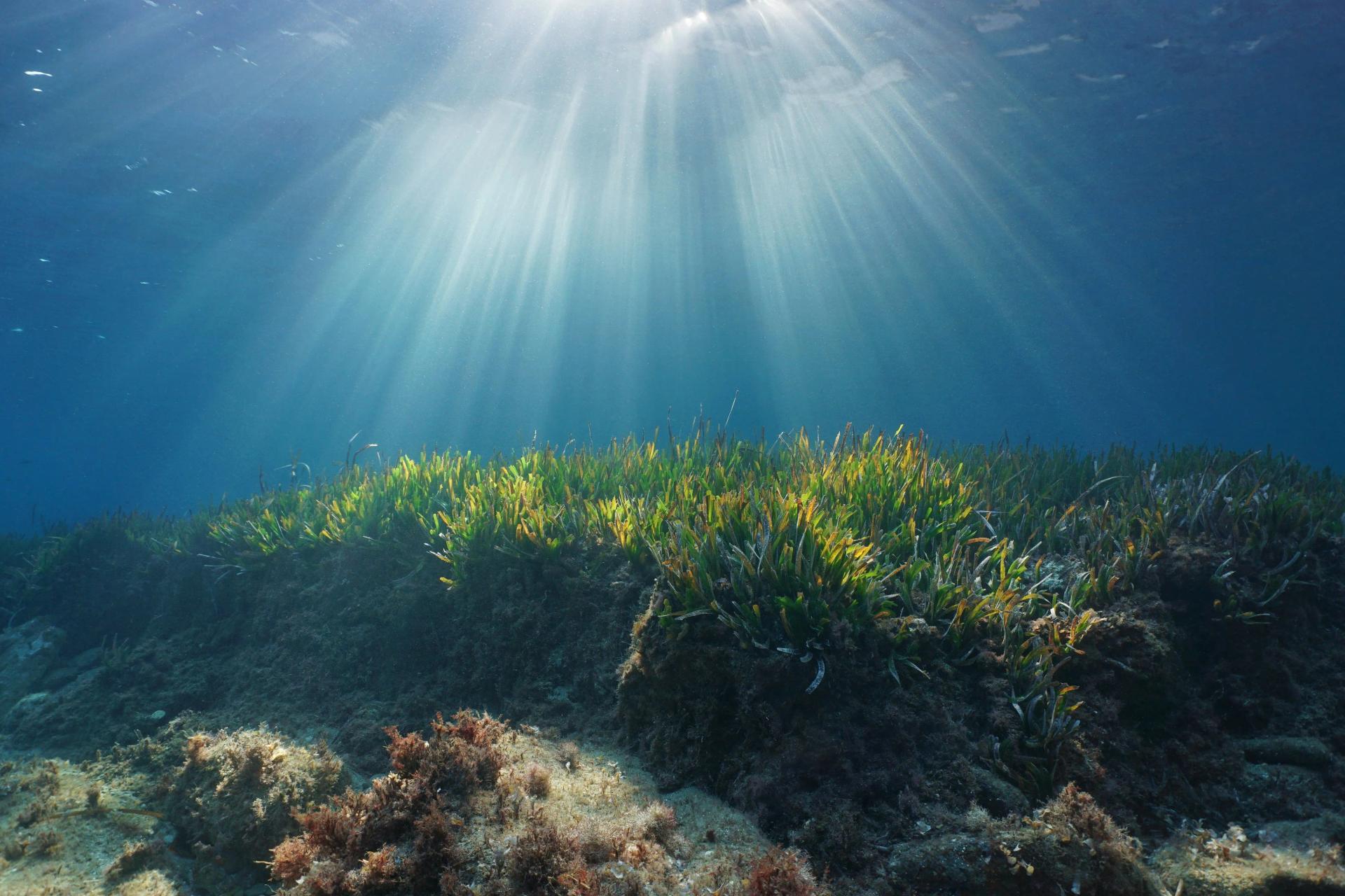 Sea Grasses