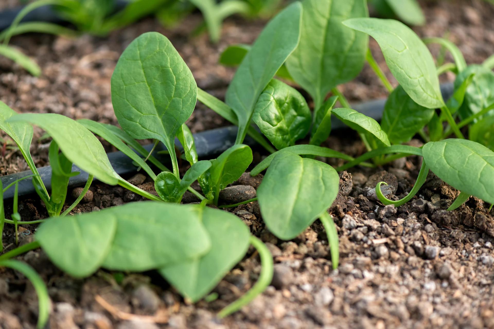Spinach growing in the garden
