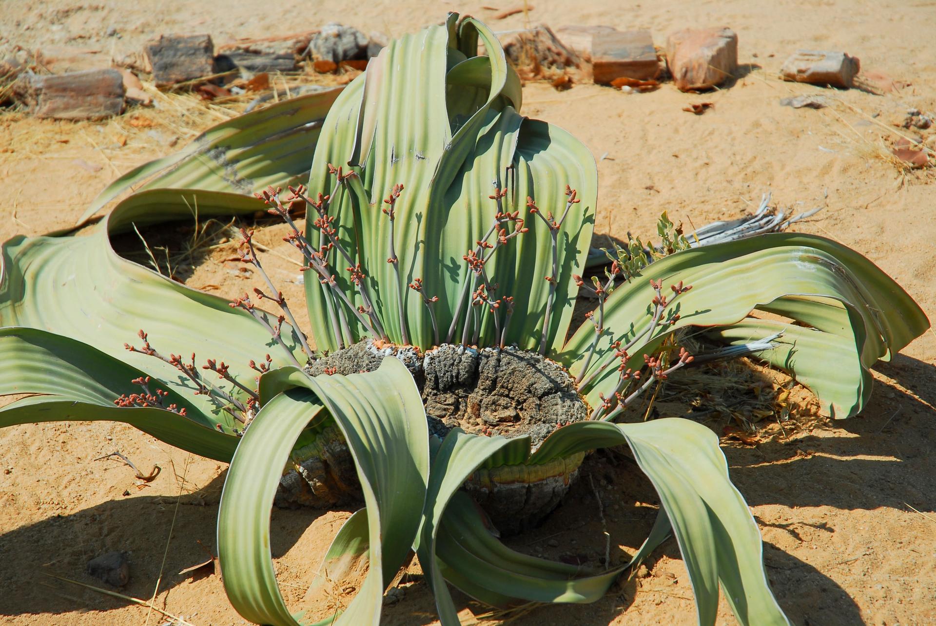 Welwitschia shrub plant