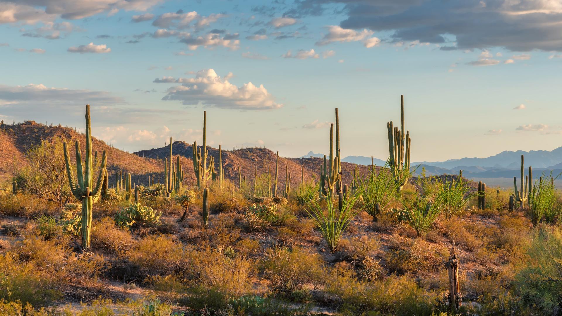 cacti in the desert