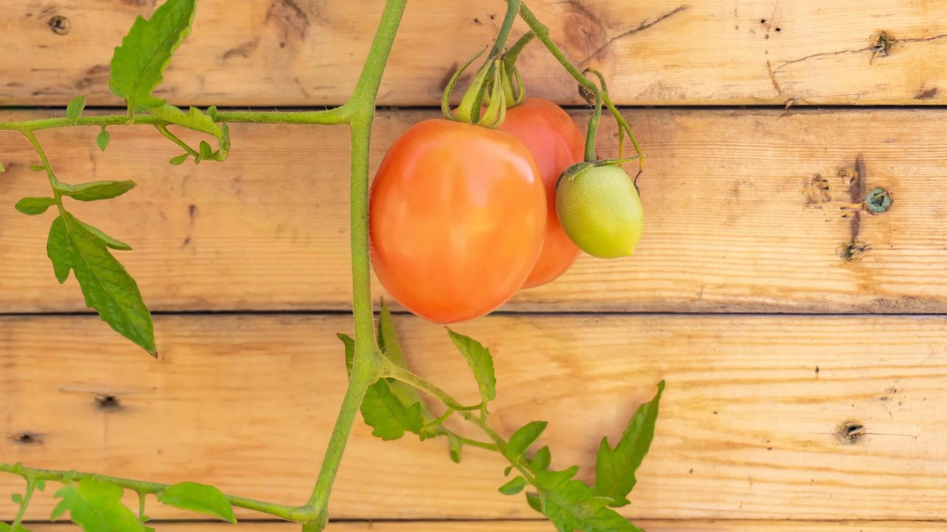 How to Prune Tomato Plants To Boost Yields 101 (Trim Tomatoes Guide)