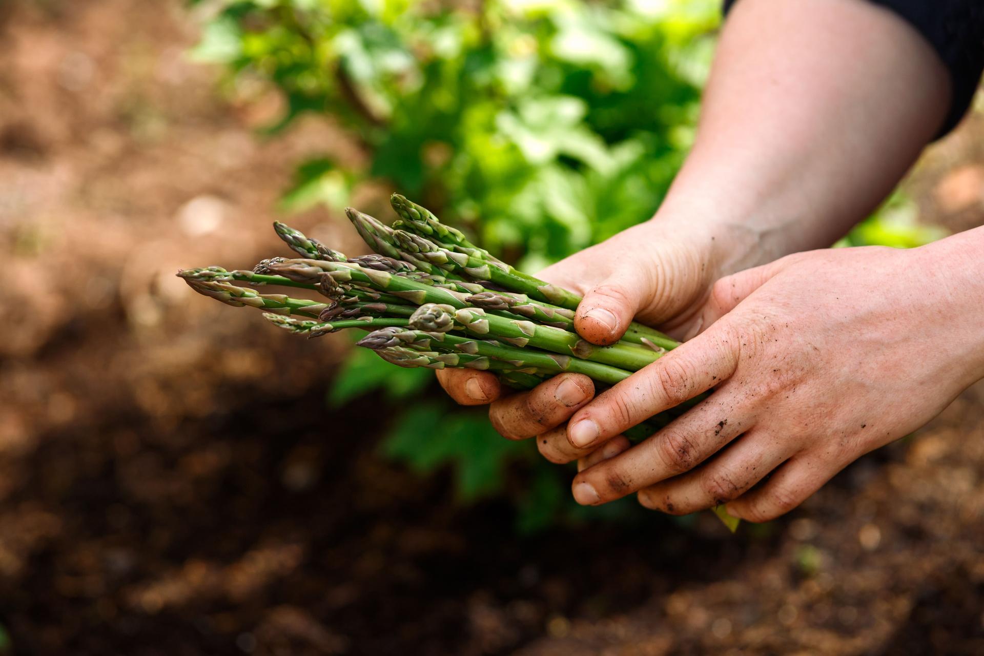 Asparagus harvesting