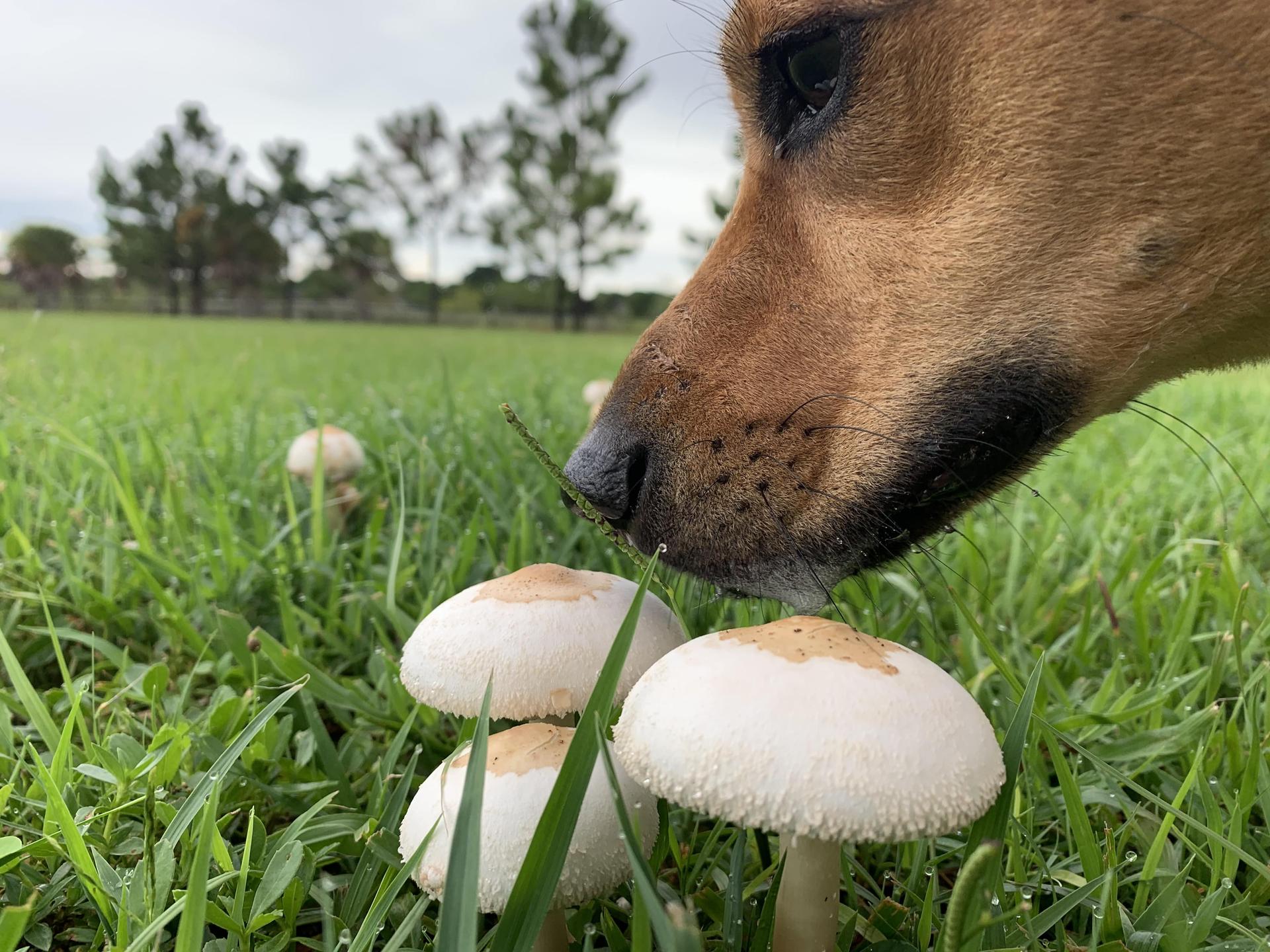 Dog Smelling Mushrooms