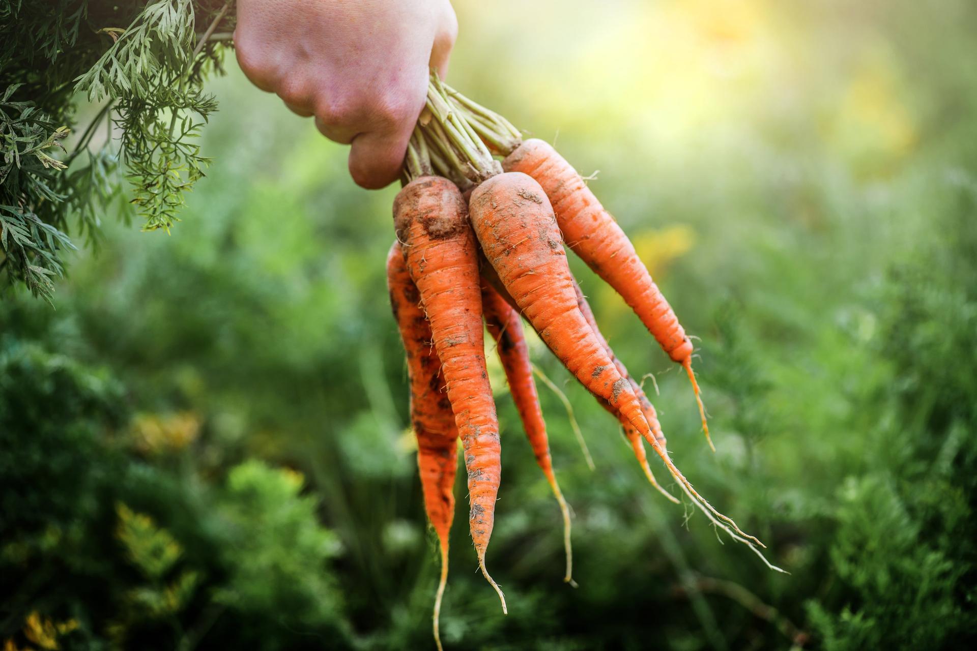 Carrots Harvesting