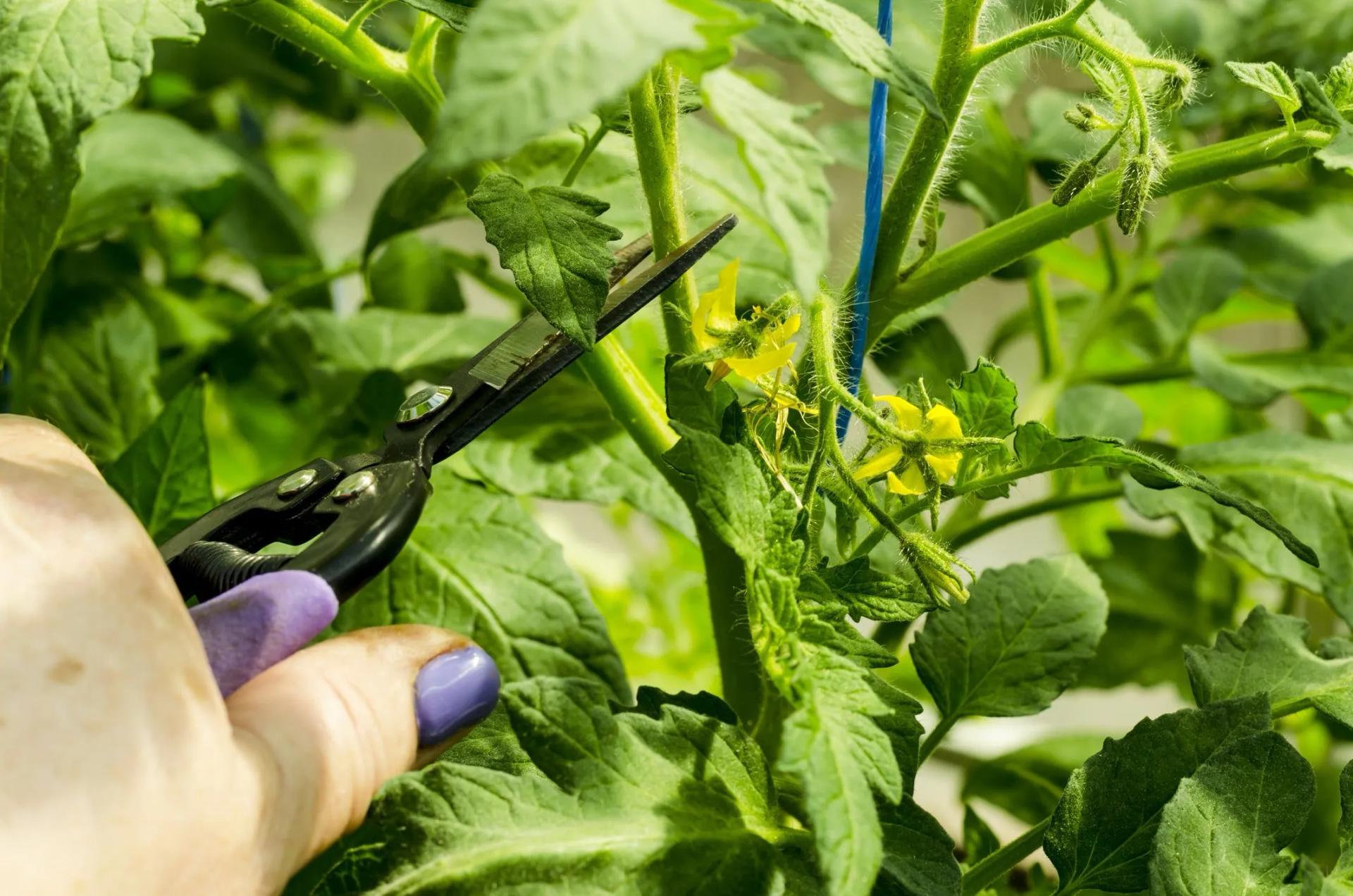 How to Prune Tomato Plants To Boost Yields 101 (Trim Tomatoes Guide)
