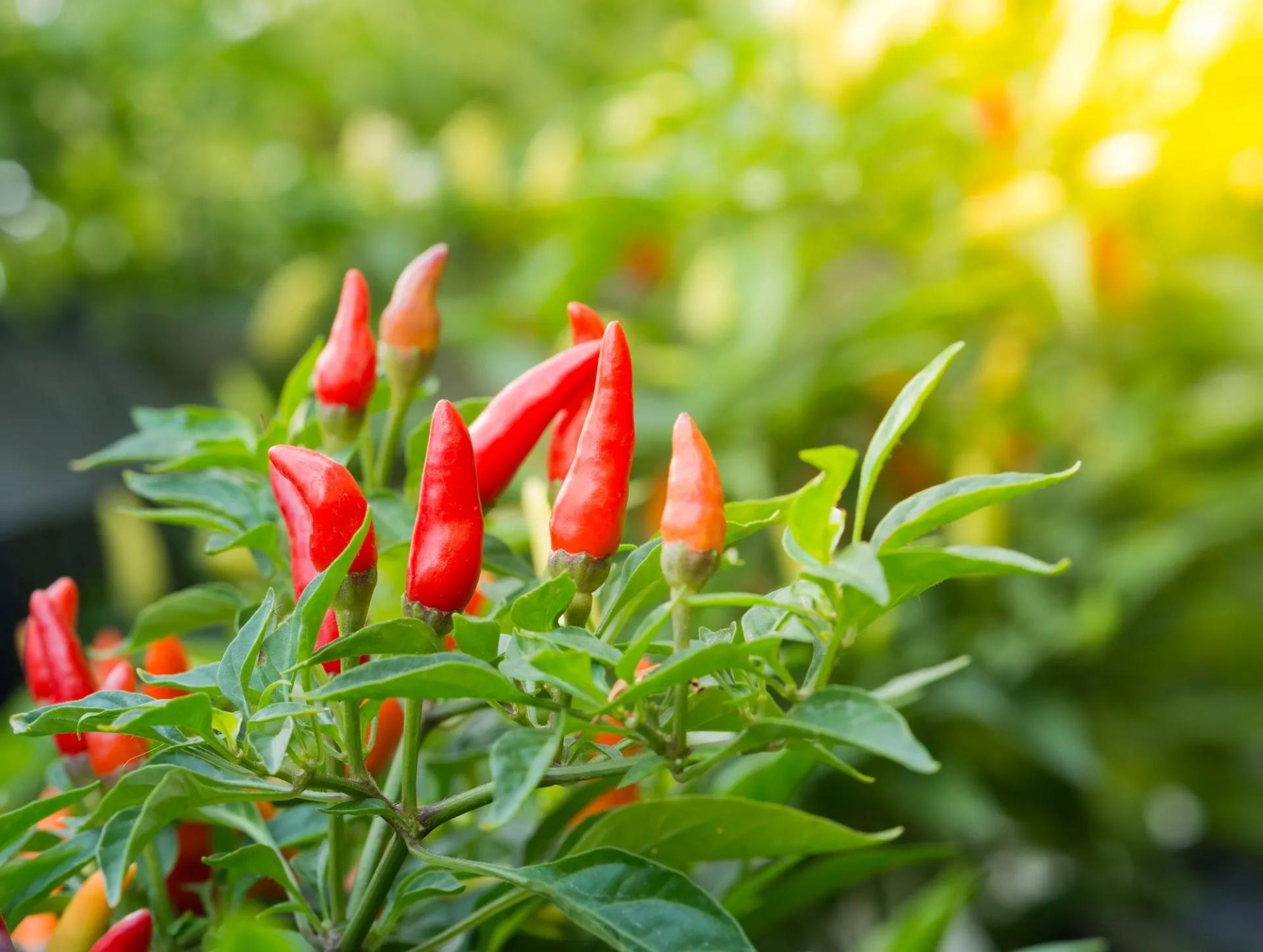 Red Pepper Growing