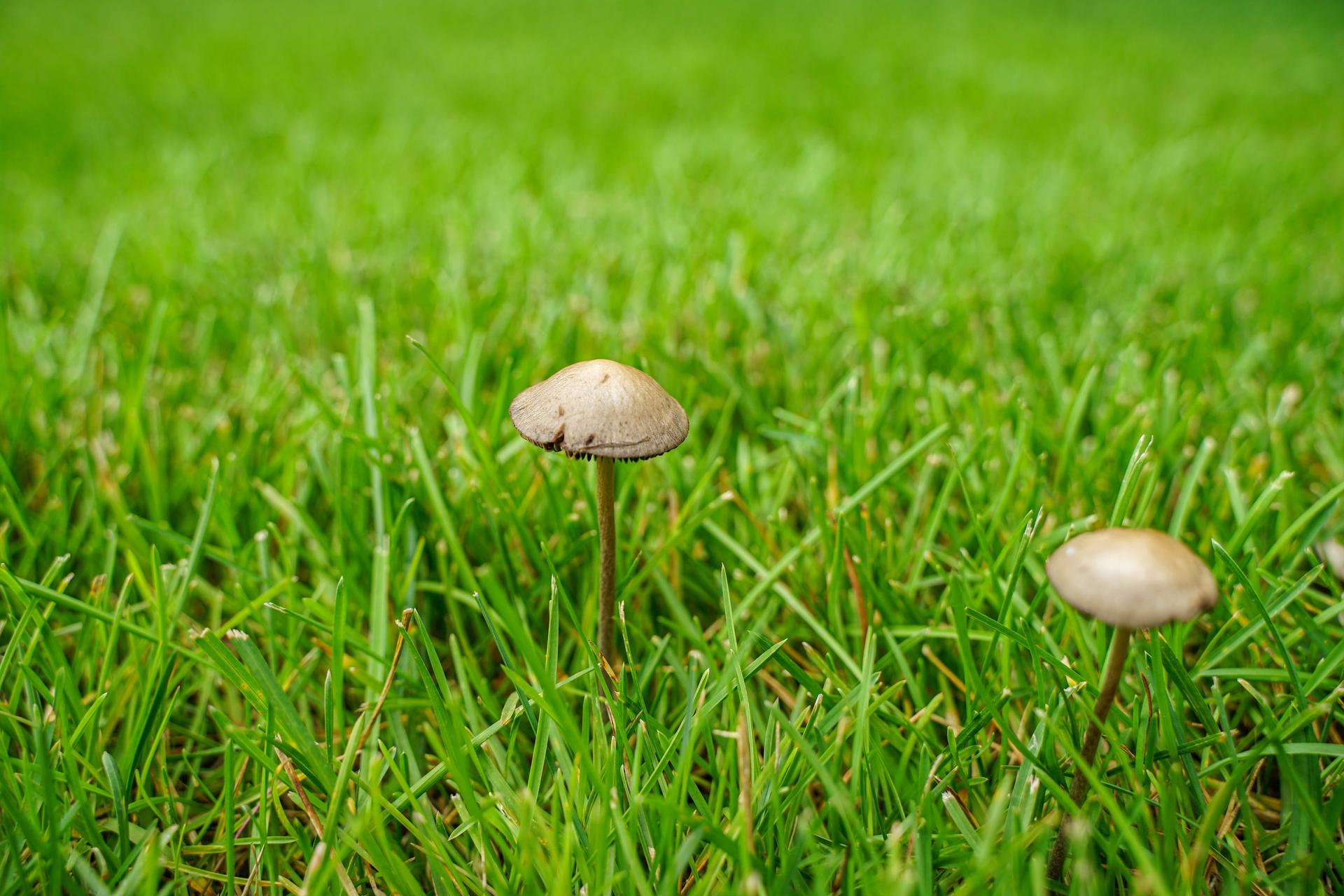 Mushrooms in Yard