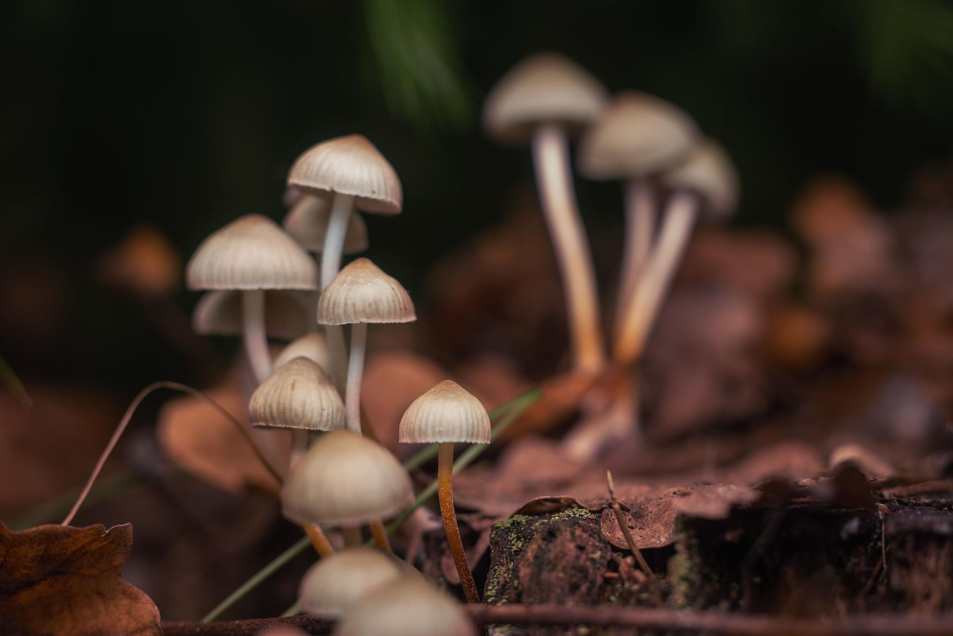 Psilocybe Magic Shrooms in Forest