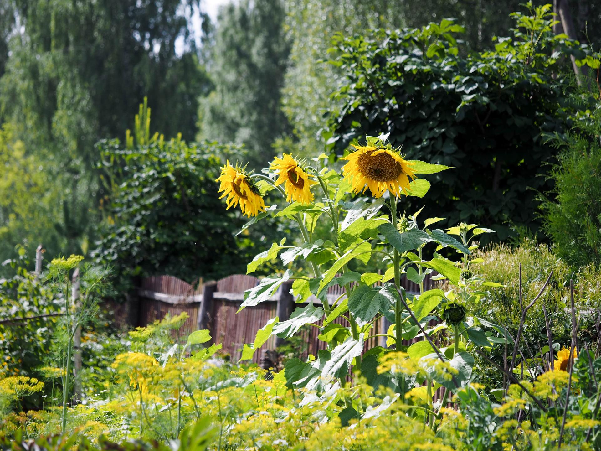 Sunflowers in a Garden
