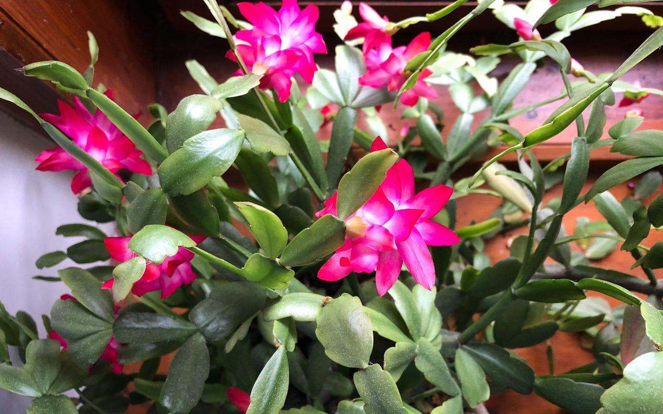 Christmas cactus with pink flowers