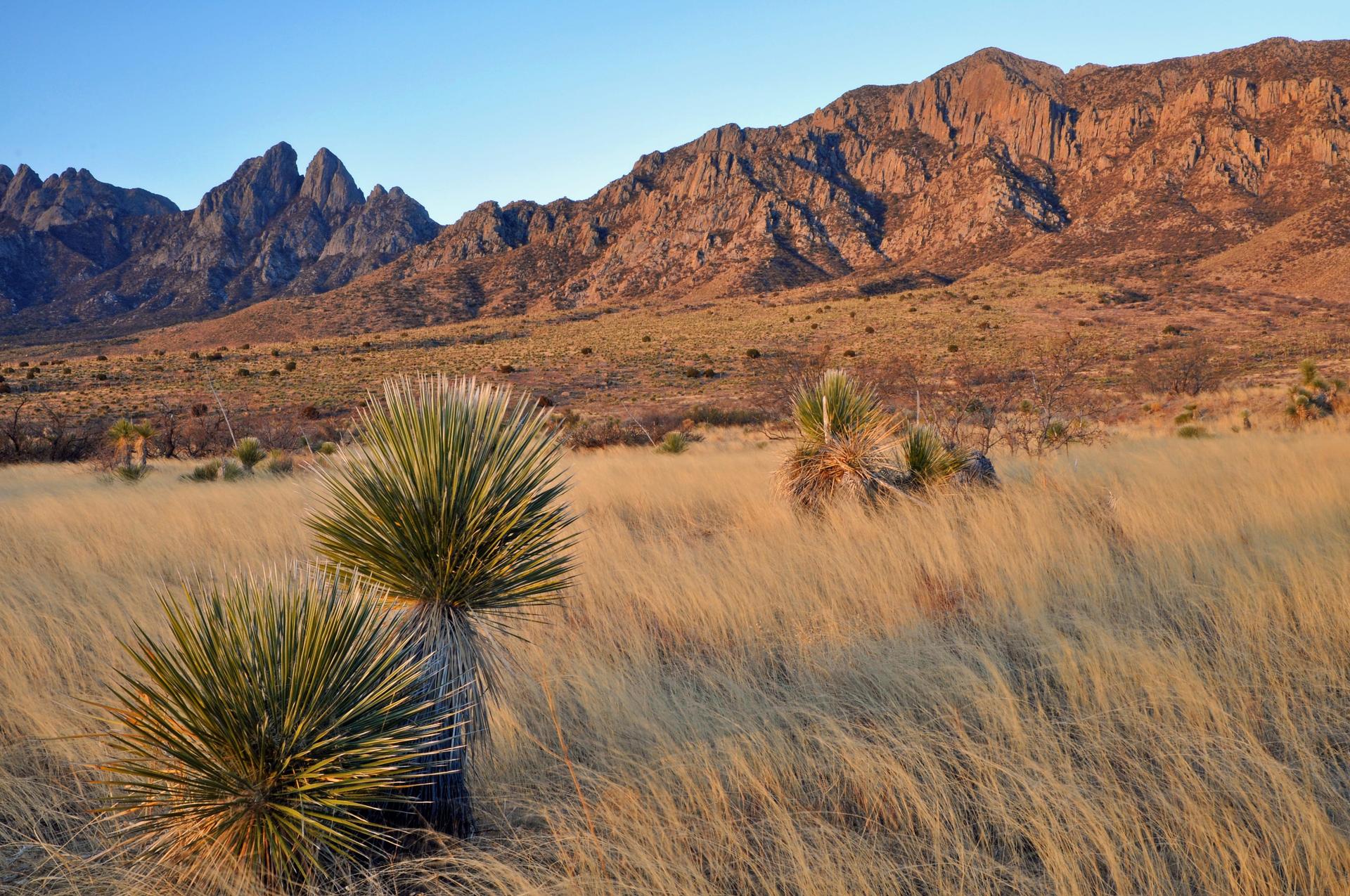 Yucca plant in the desert