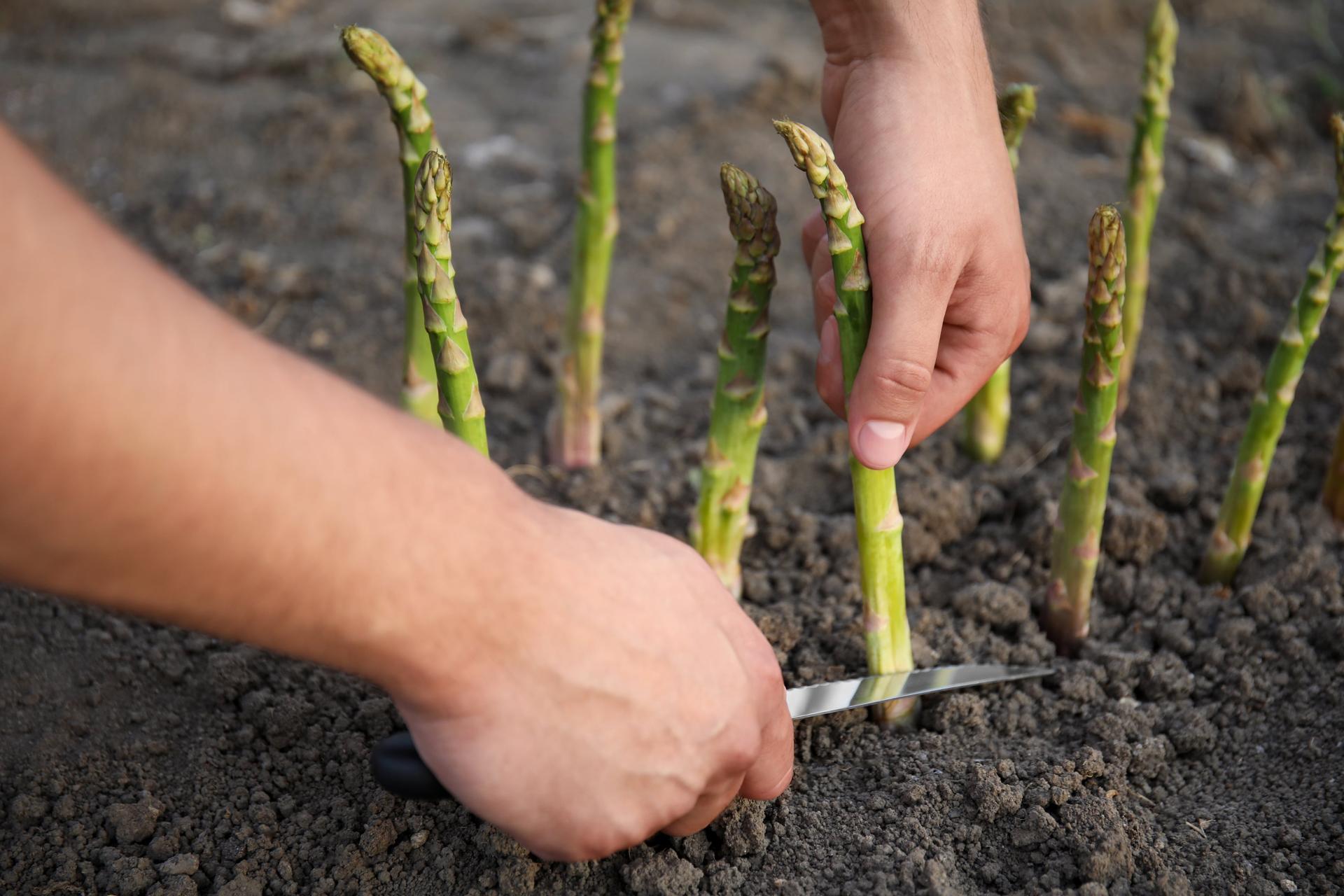 Asparagus in soil