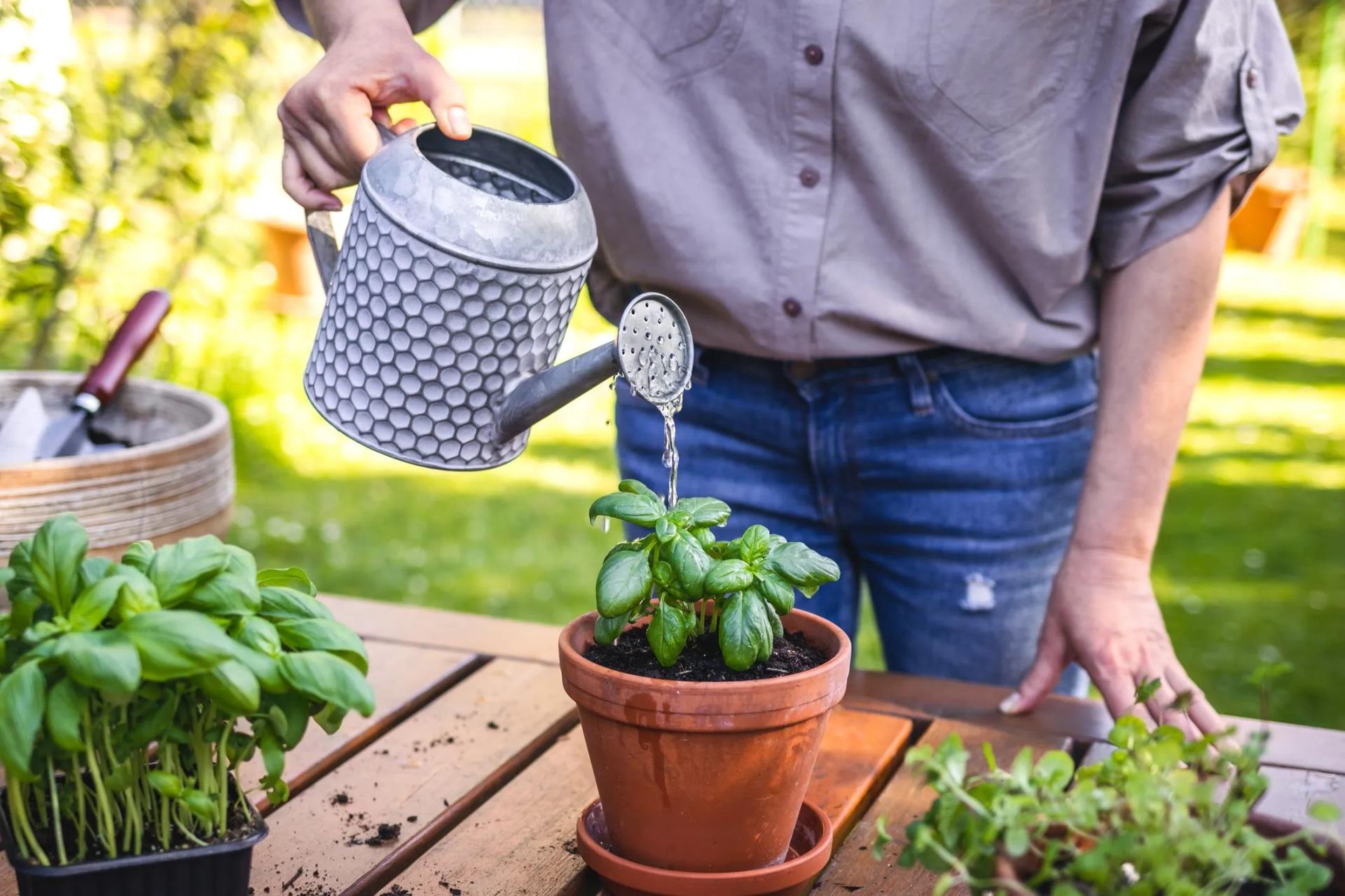 What Is the Best Time To Water In & Outdoor Plants in Hot Weather?