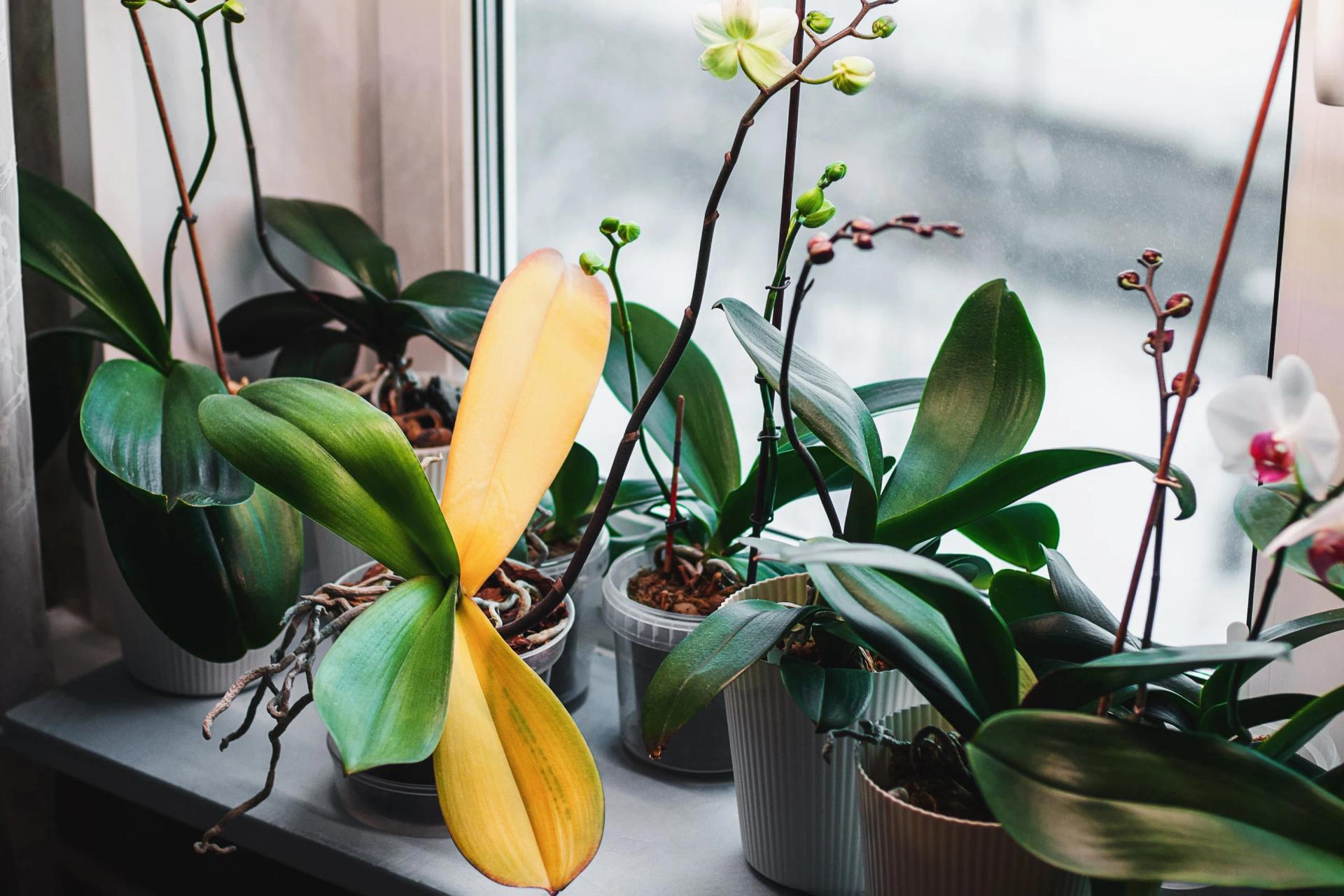 Orchids on the Windowsill