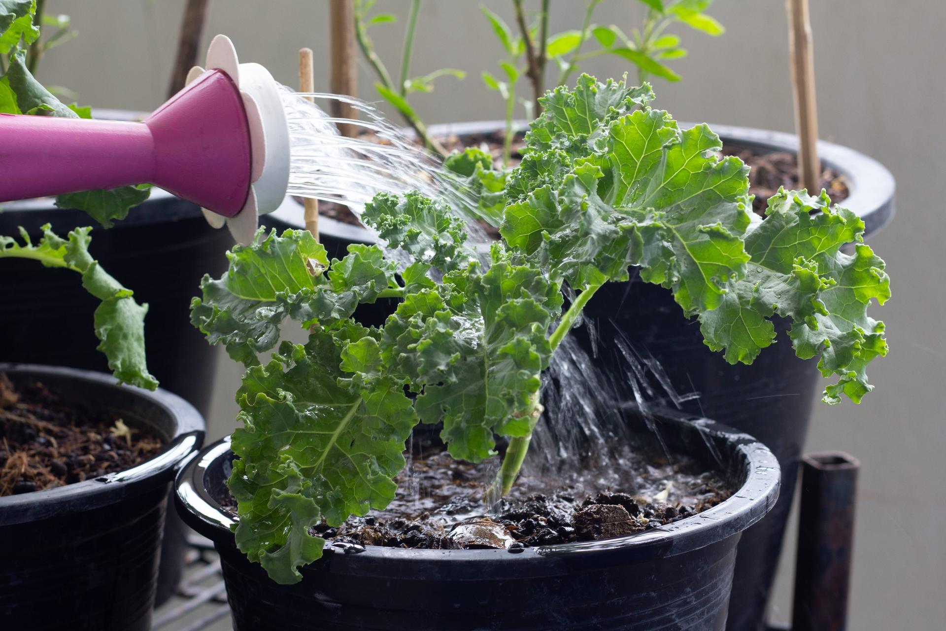 Watering Potted Kale