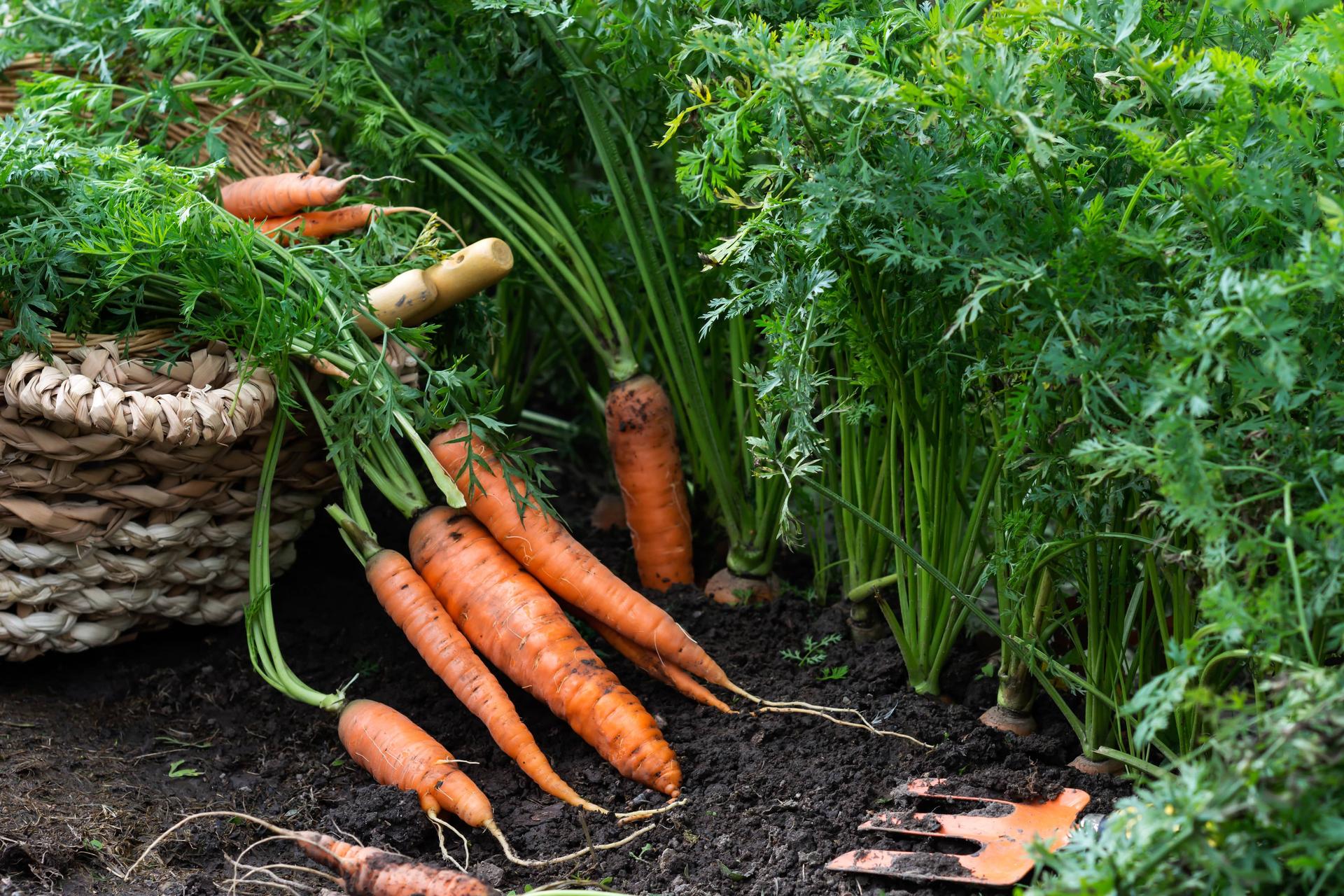 Carrots Lying on Soil