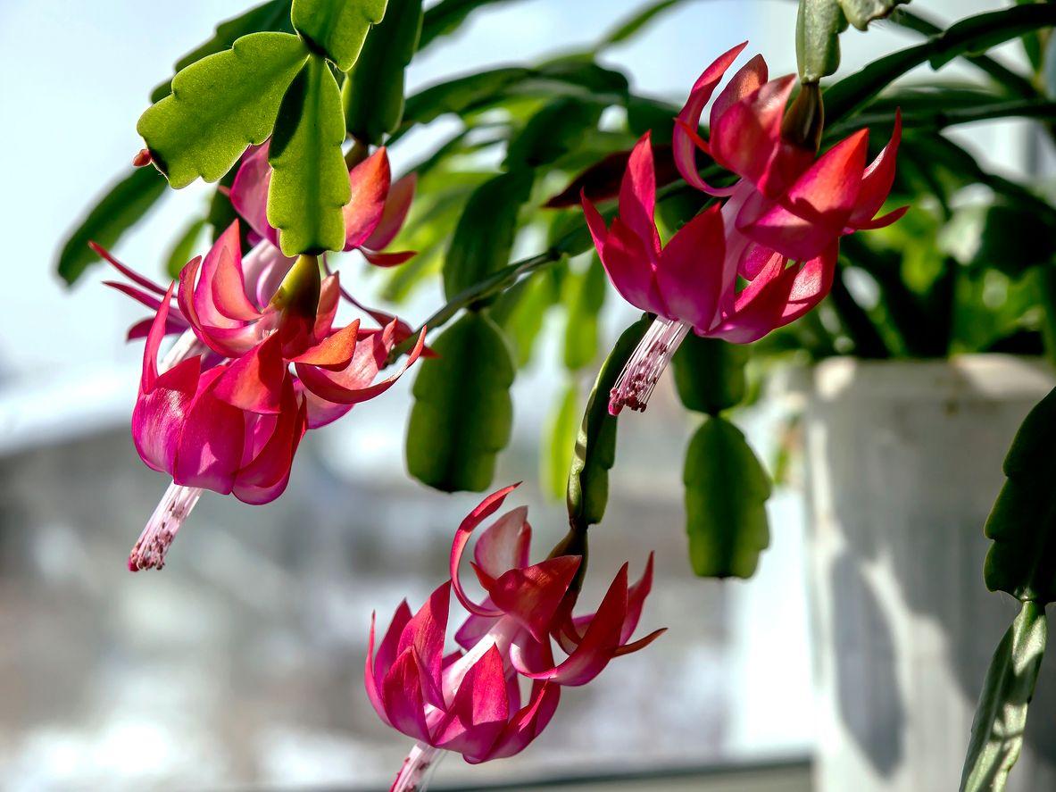 Blooming Christmas cactus on a windowsill