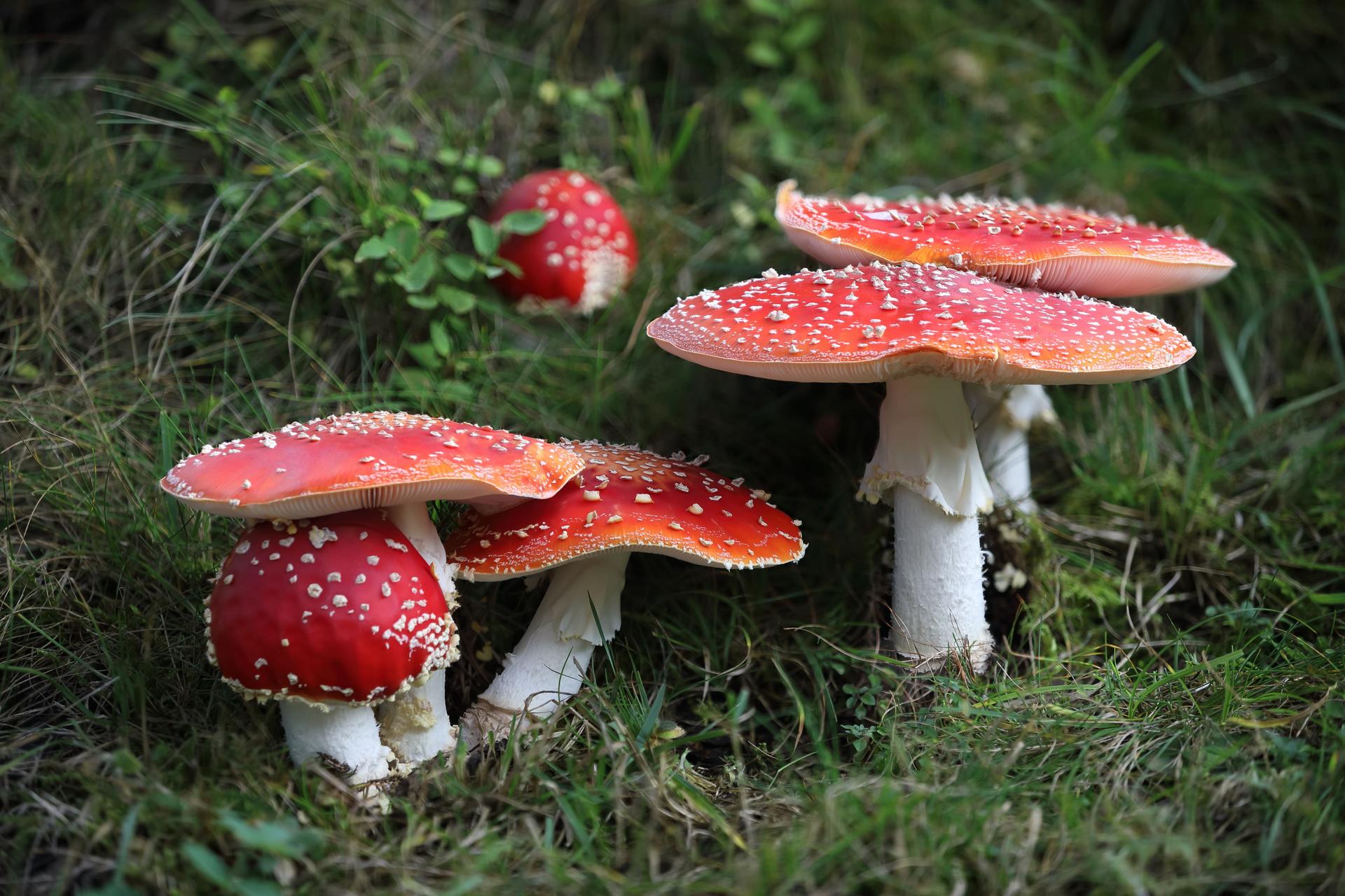 Fly Agaric Mushrooms