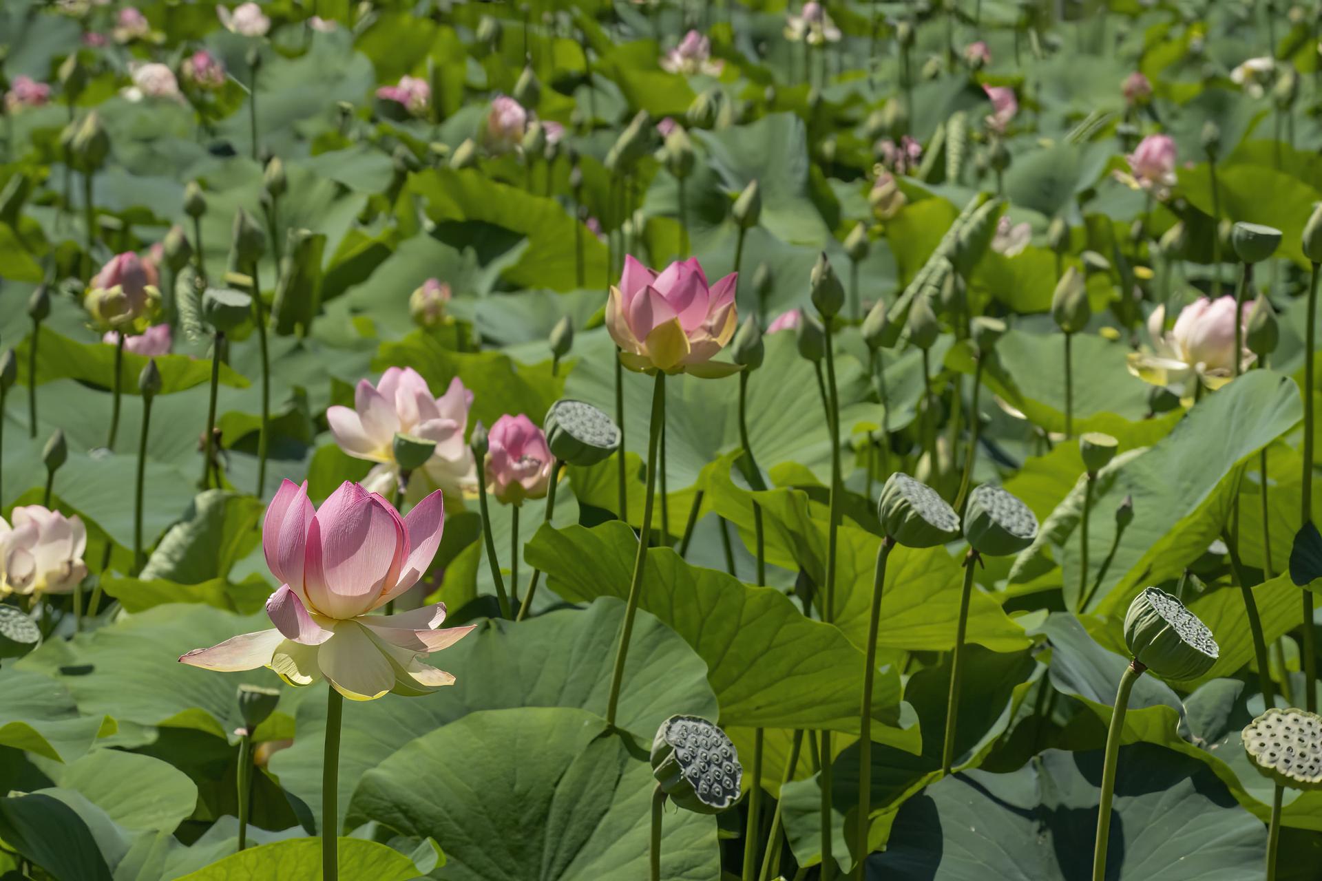 Lotus Flower with Seedpods