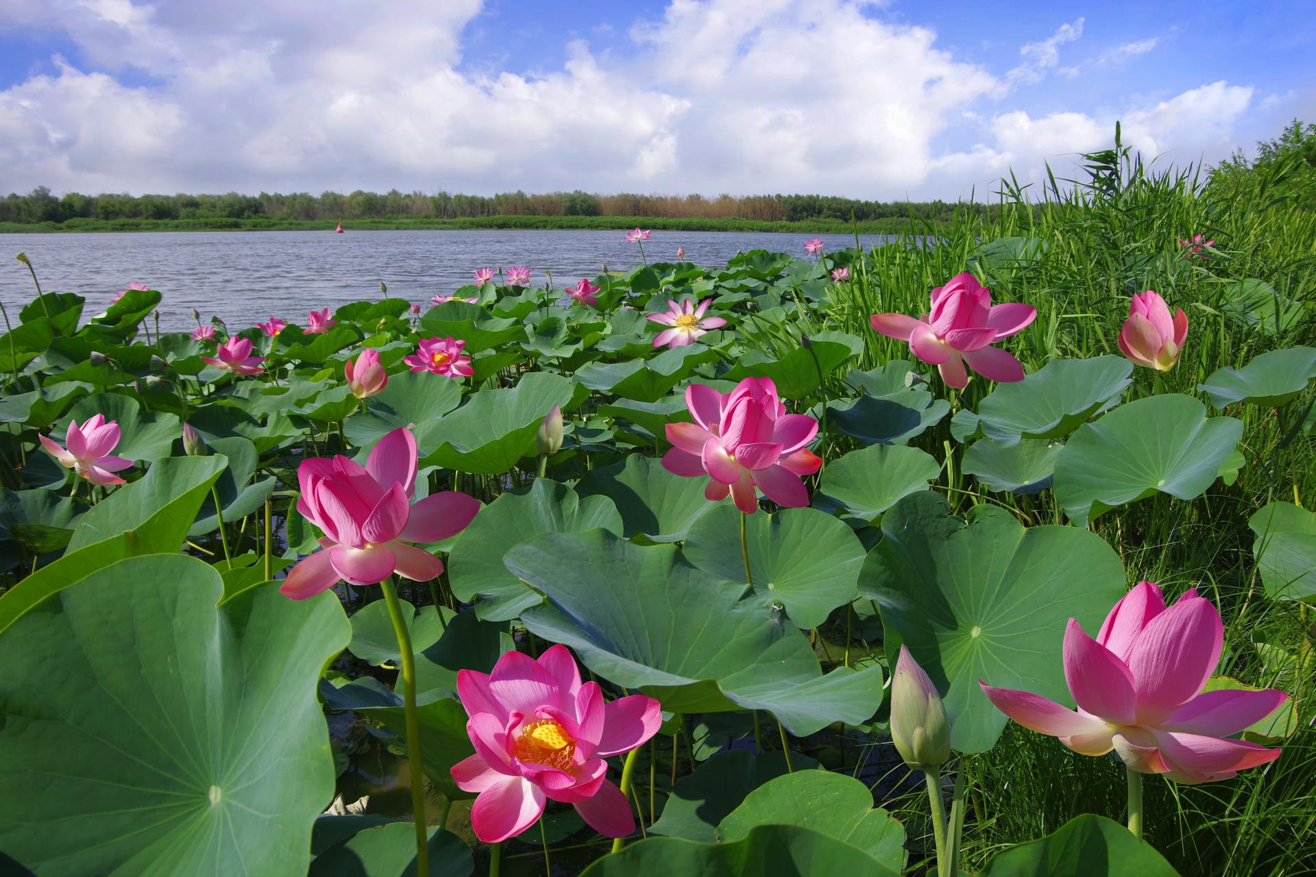 Lotus Flower Pond