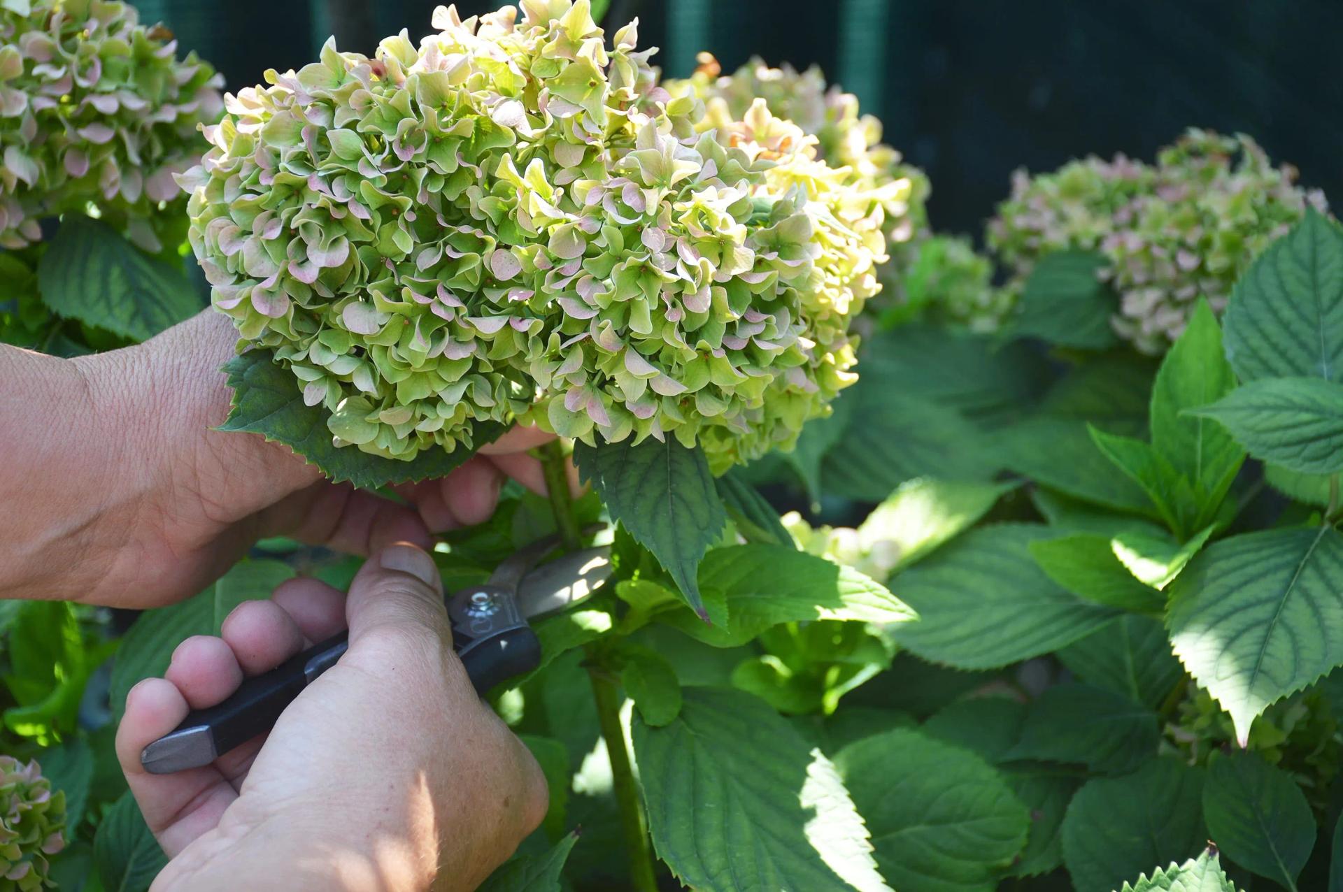 When to Plant Hydrangeas? Best Time by Type, Zone, Season