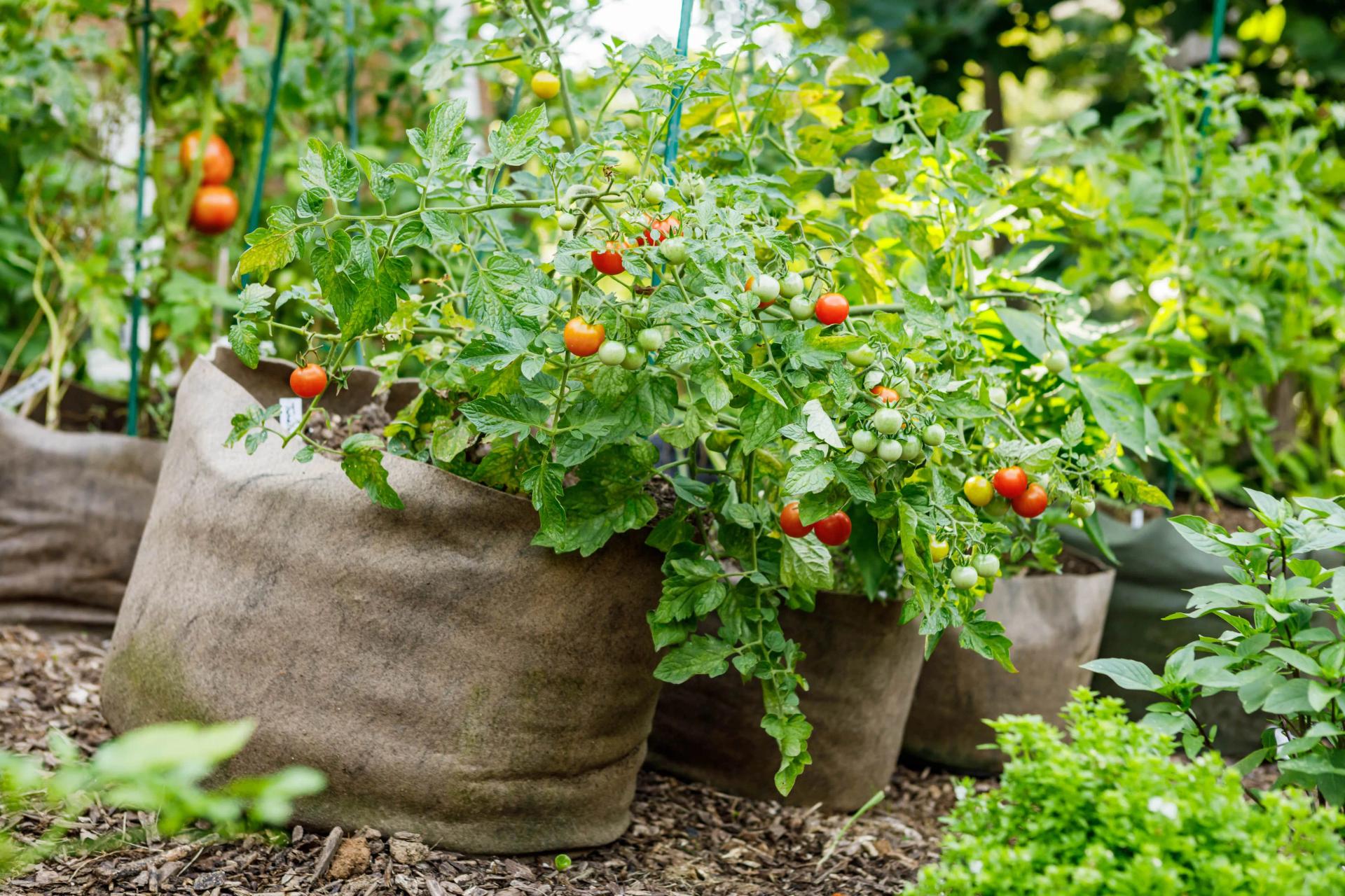 Cherry Tomato in Container Garden