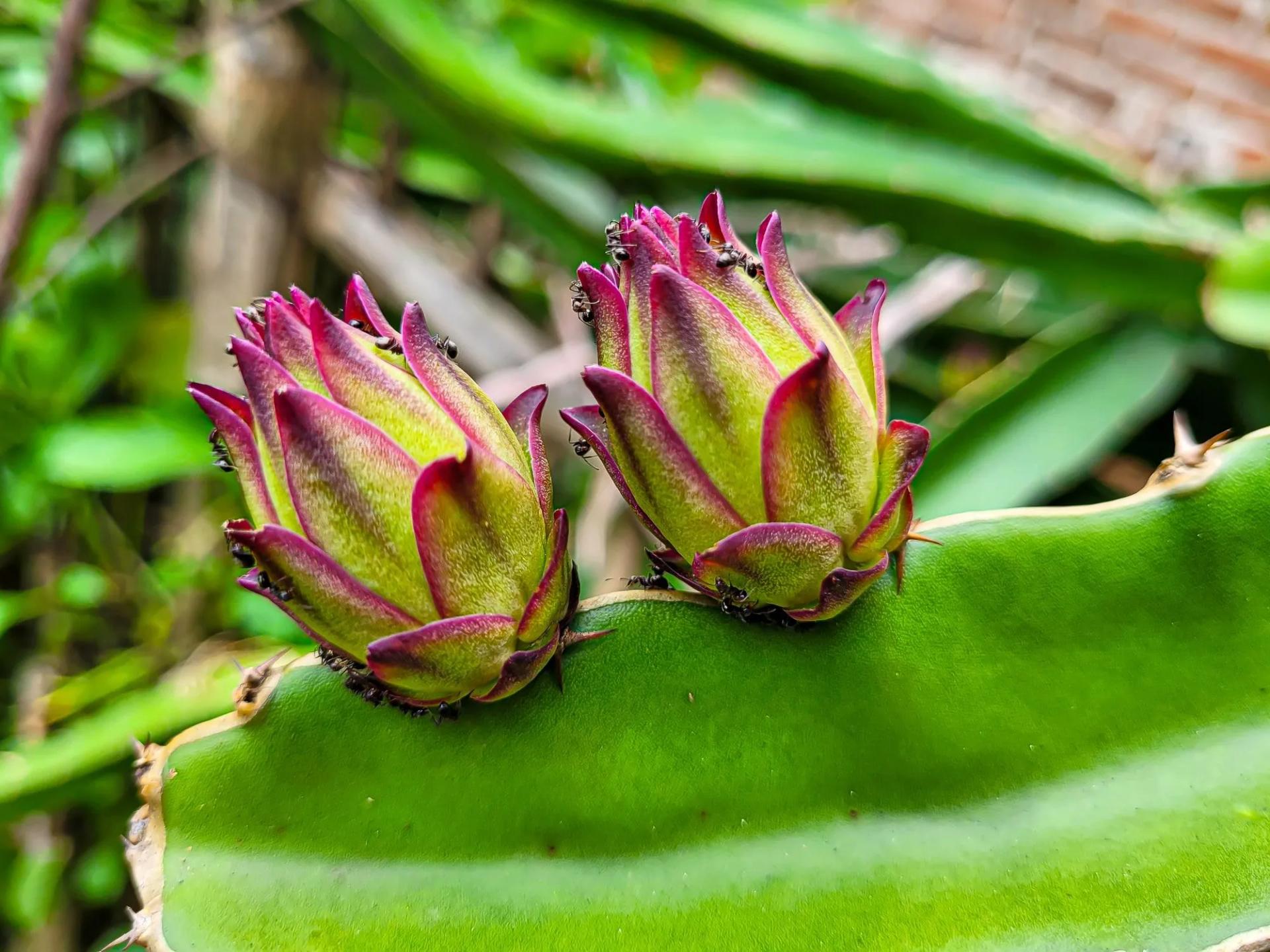 Dragon Fruit Flowers