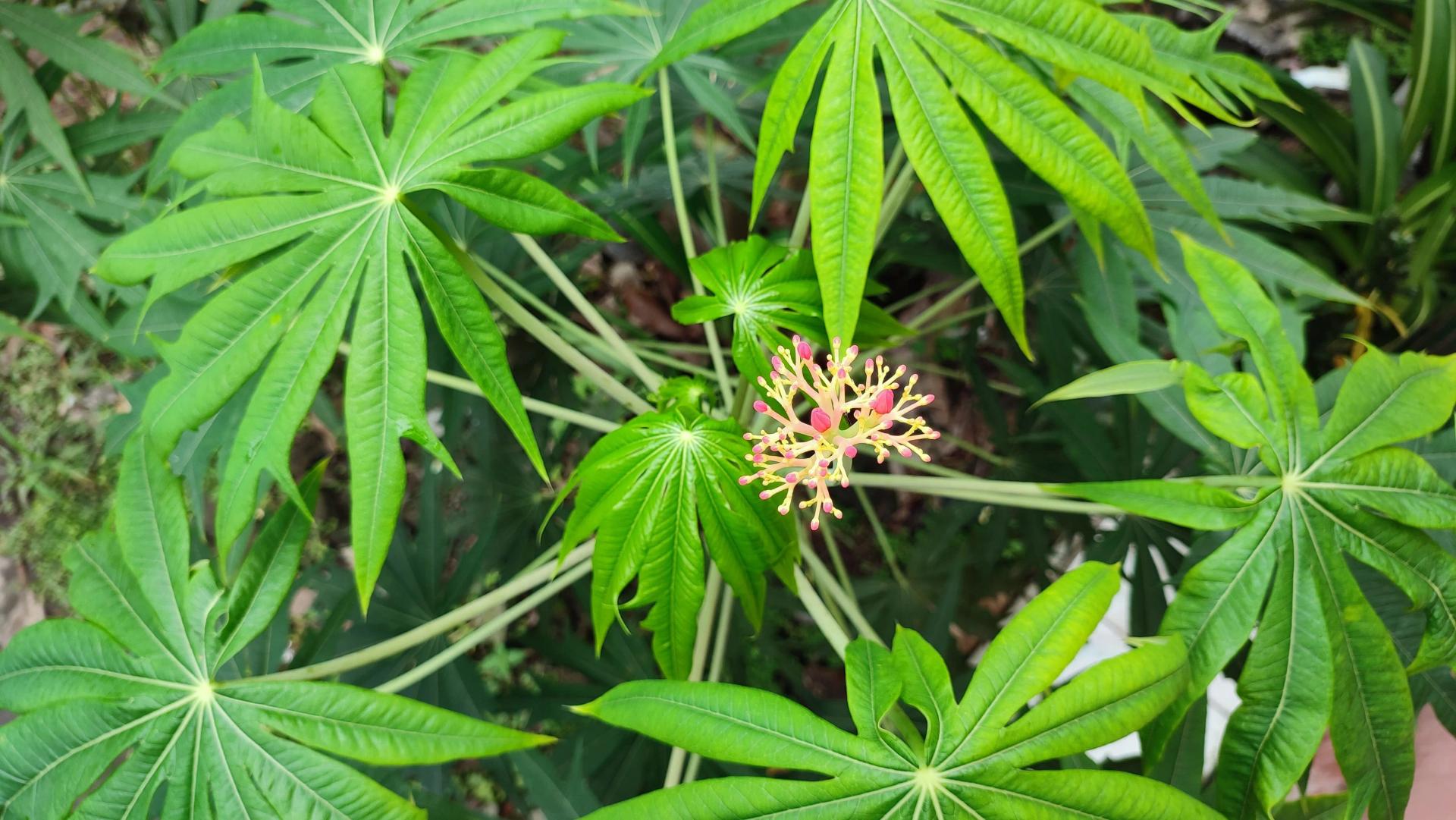 15+ Plants That Look Like Weed (Flowers & Leaves Resemble Marijuana)