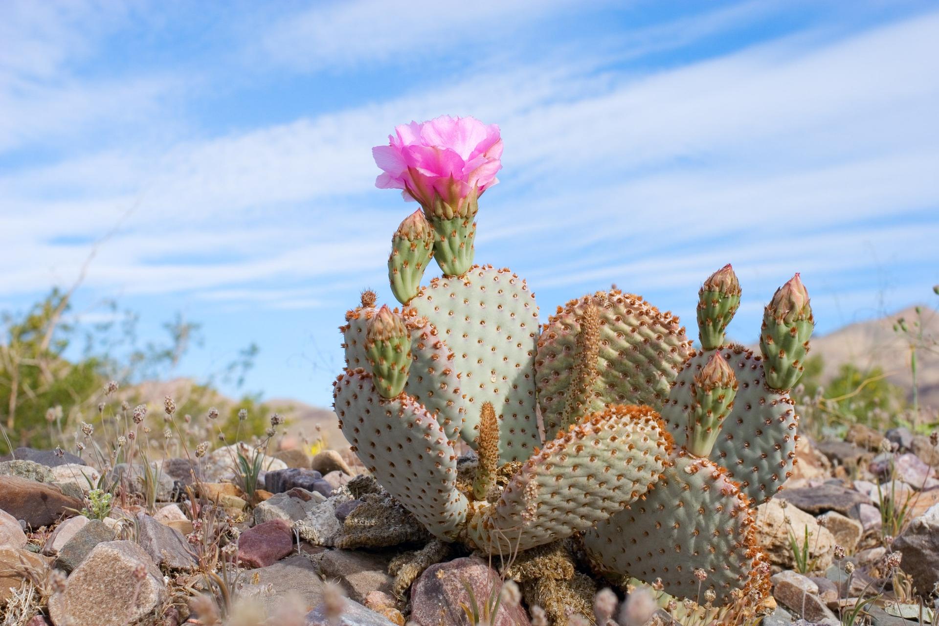 flower on a cactus