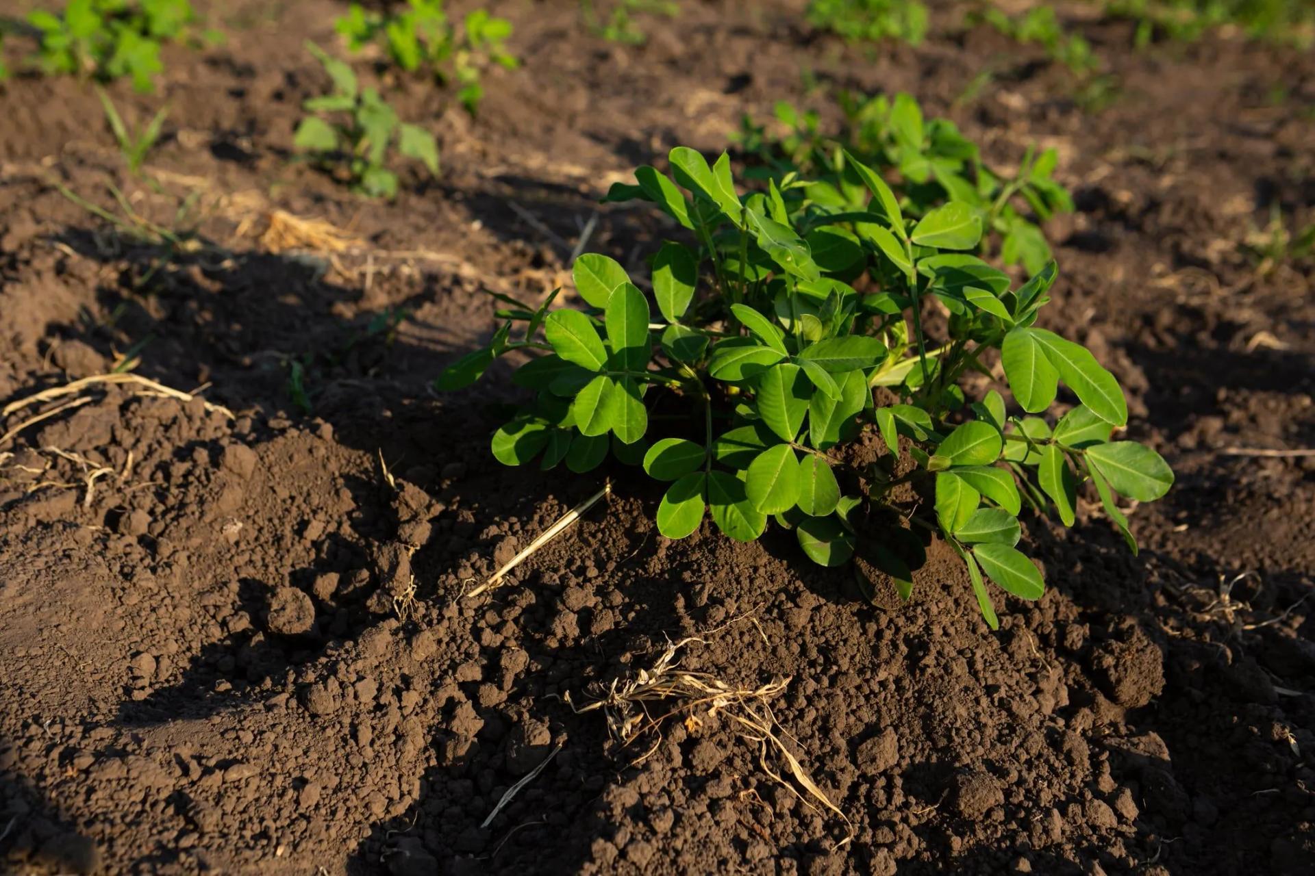 how do peanuts grow