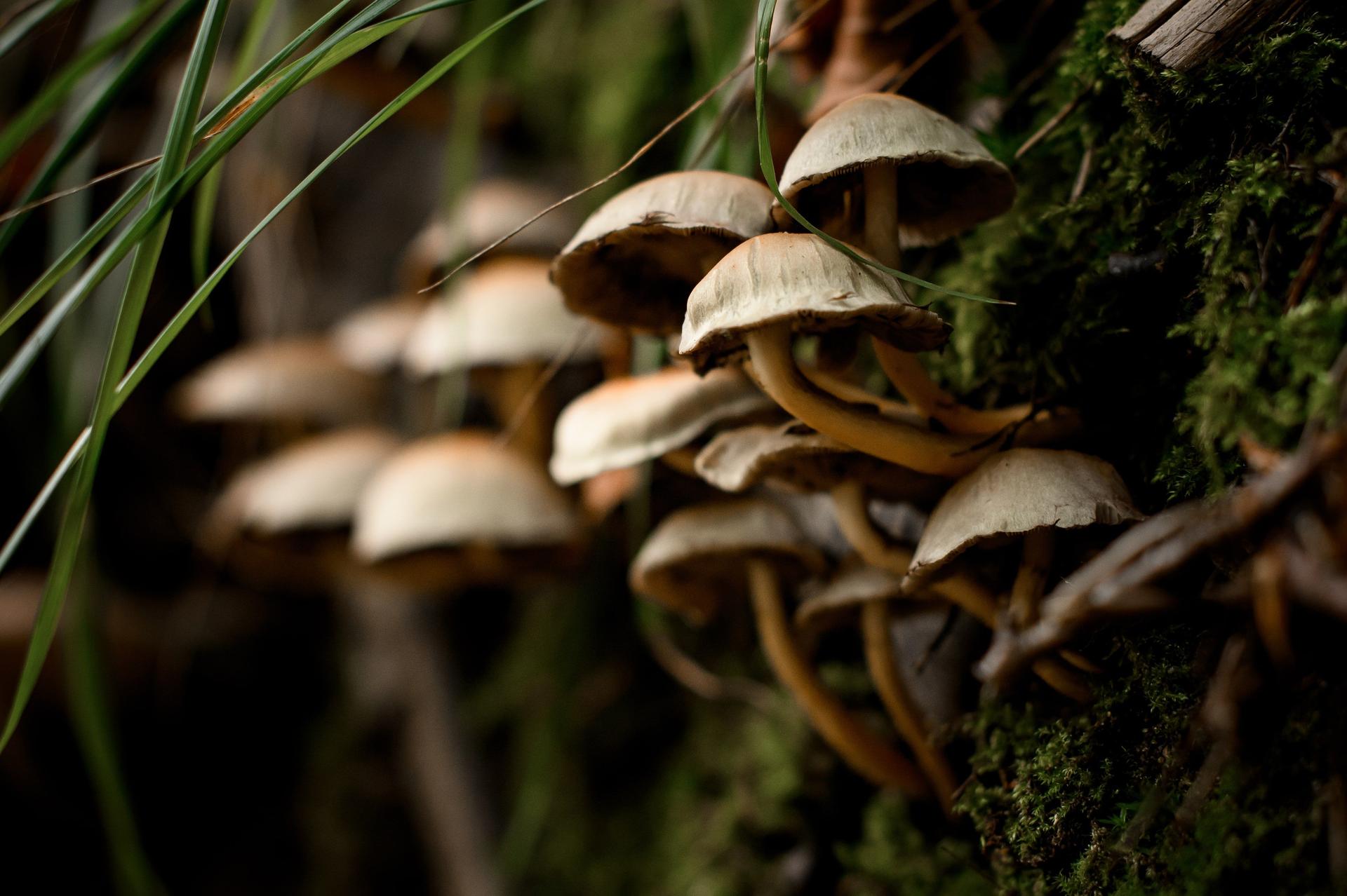 Mushrooms Growing Together