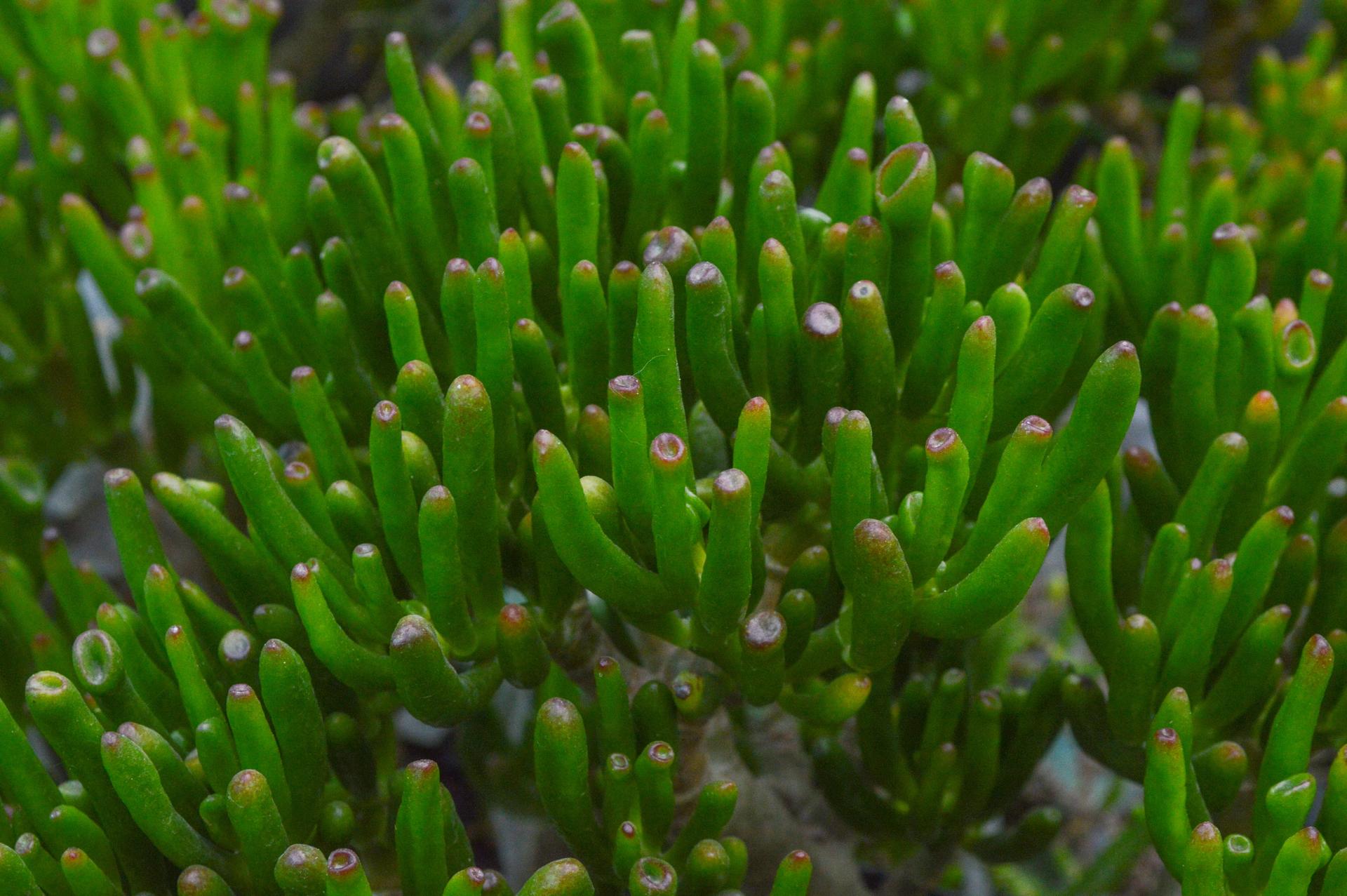 Dancing Bones plant