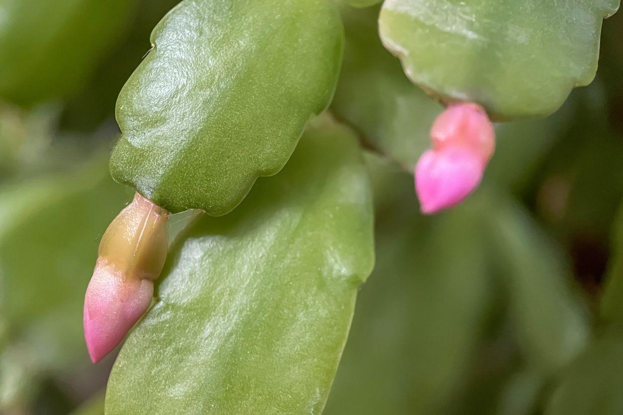 Close-up photo of Christmas cactus buds