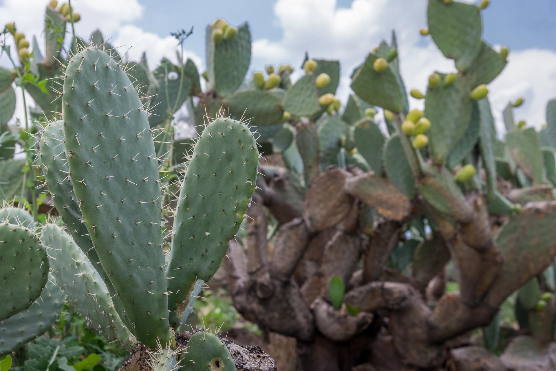 Variegated Opuntia