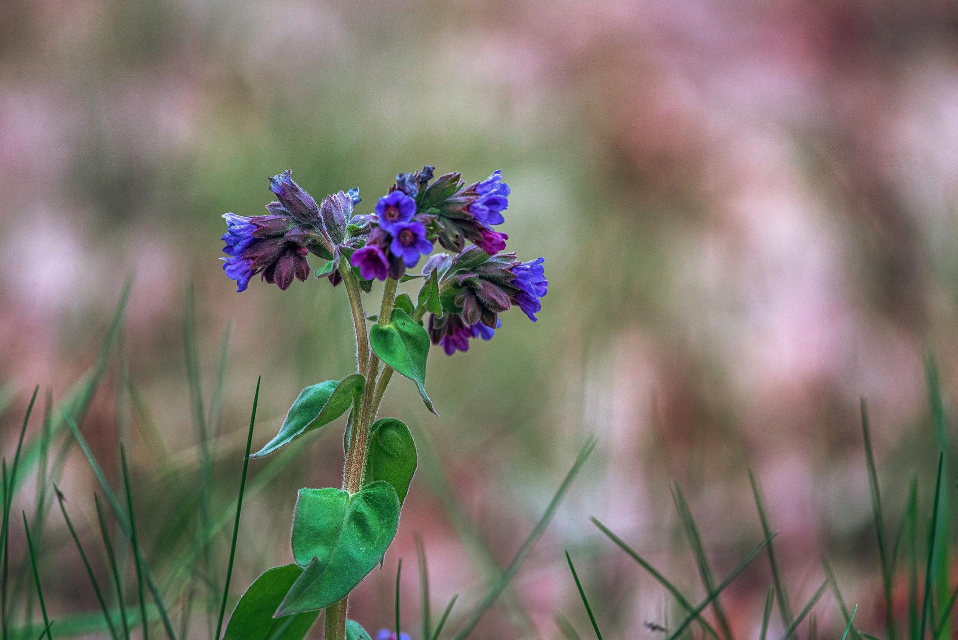 Purple Tansy flower